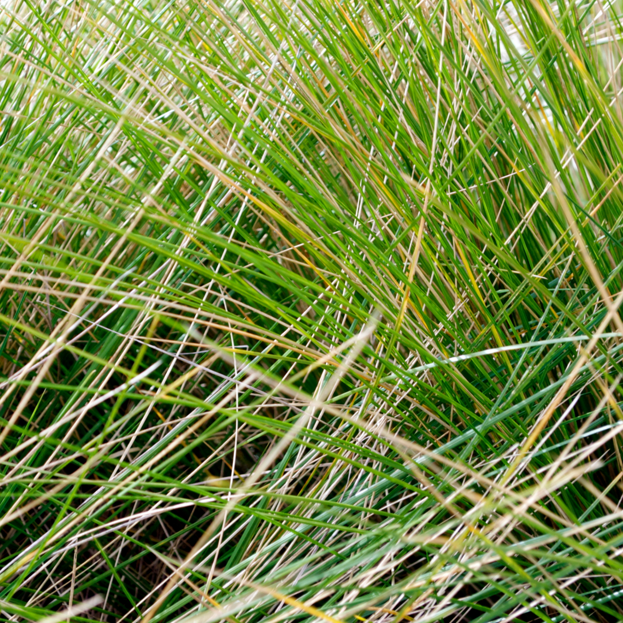 Close up of tussock grass