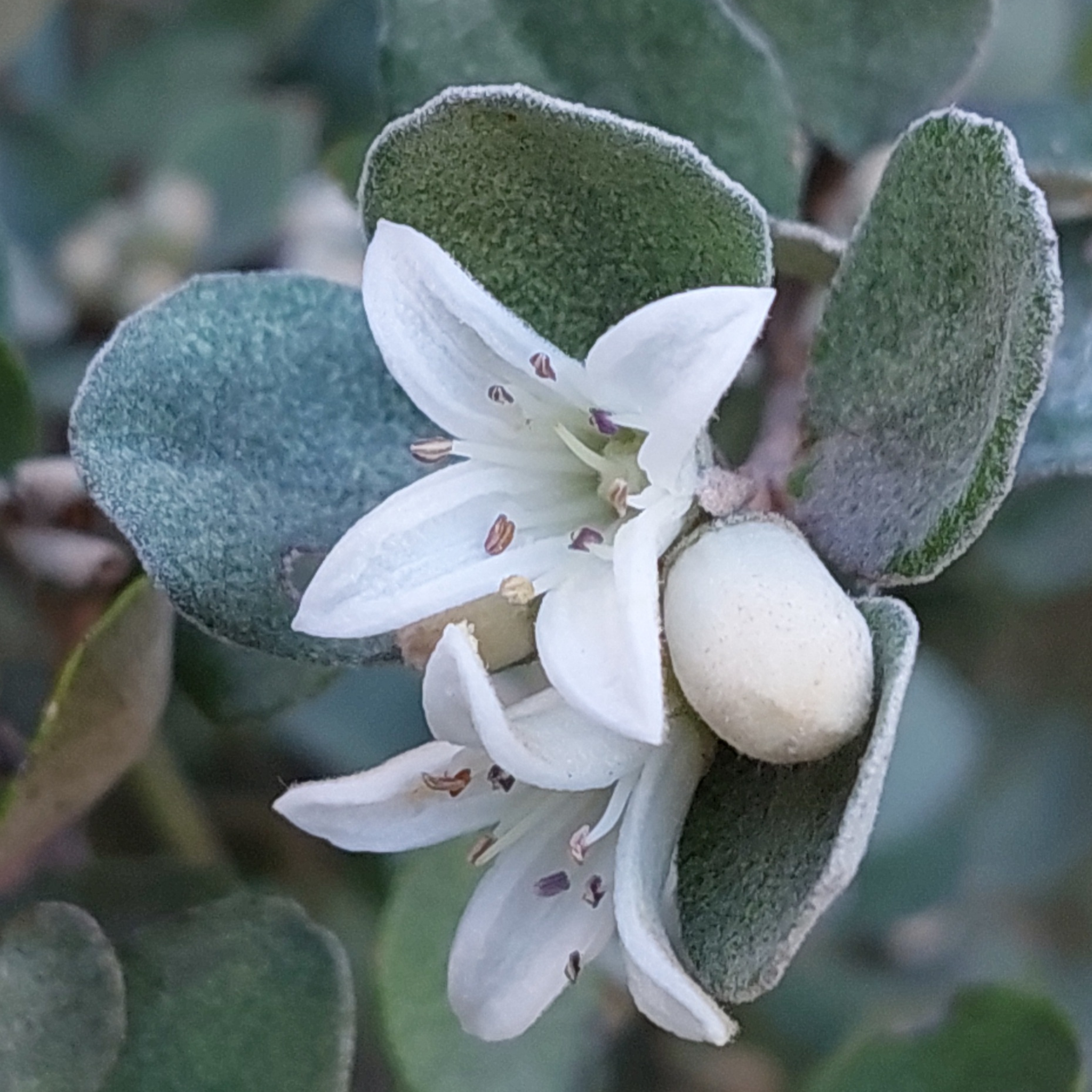 White Correa - Correa alba