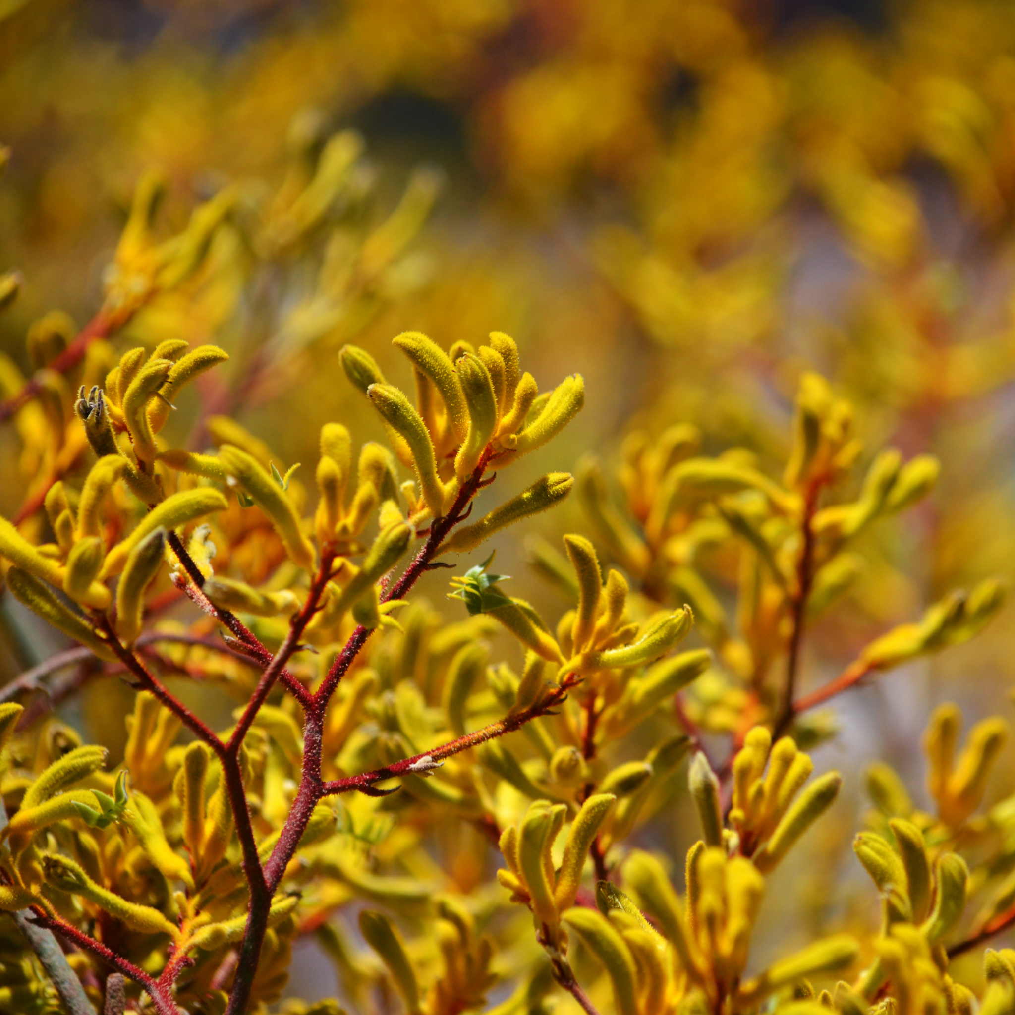 Golden Yellow Kangaroo Paw - Anigozanthos hybrida ‘Landscape Gold’