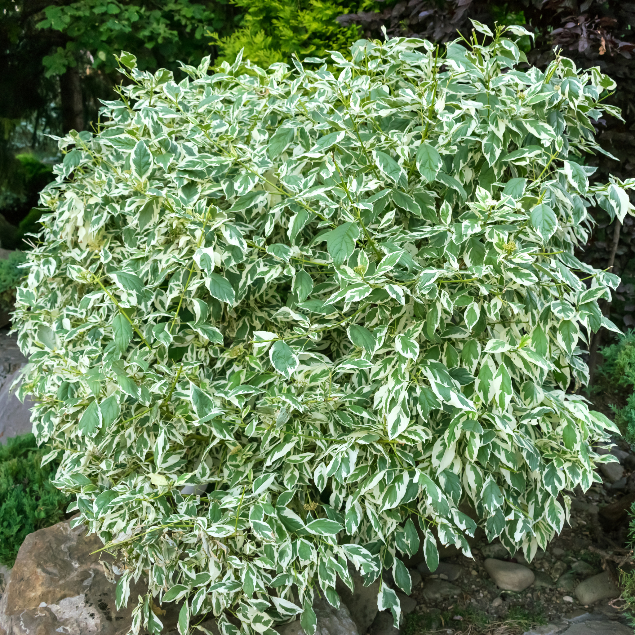 Variegated Weeping Fig - Ficus benjamina Variegata