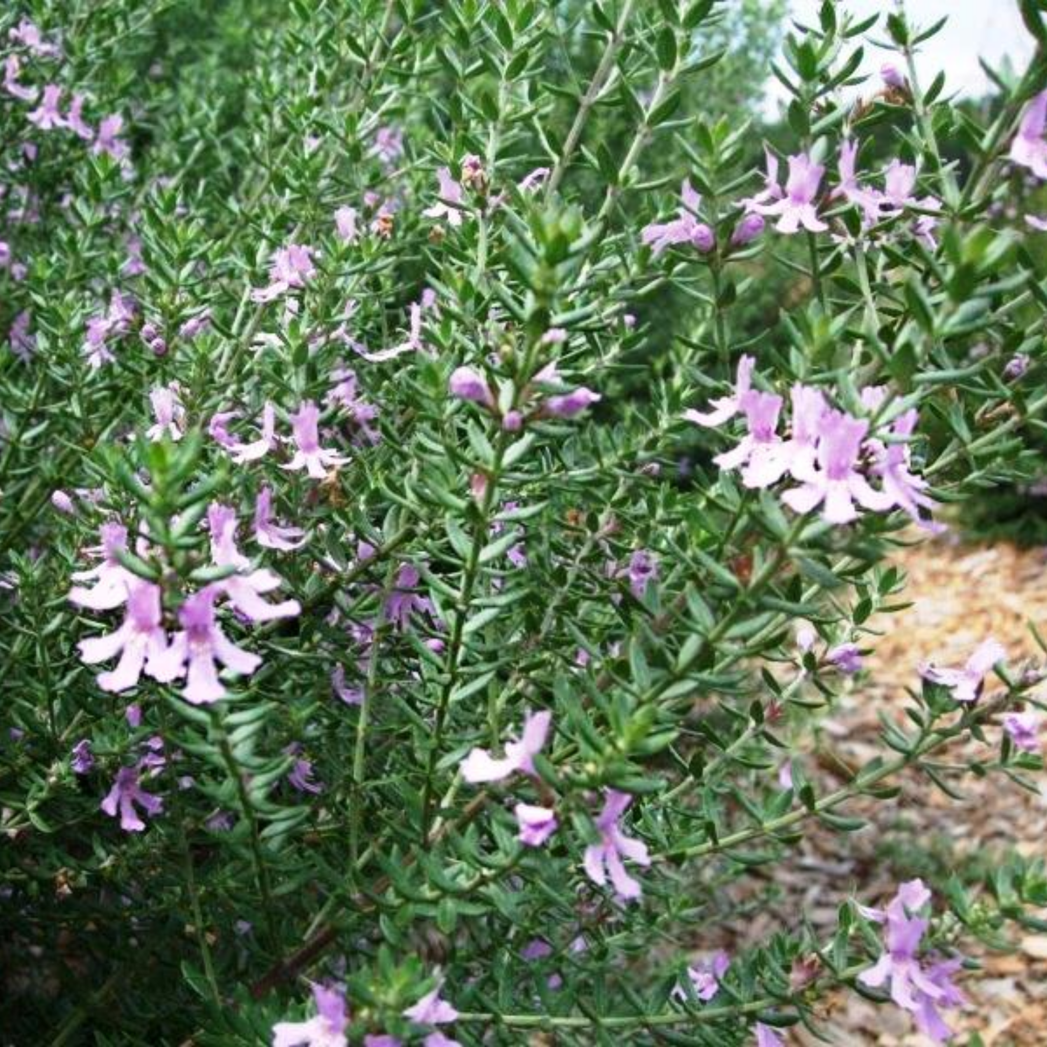 Blue Gem Native Rosemary - Westringia hybrida Blue Gem