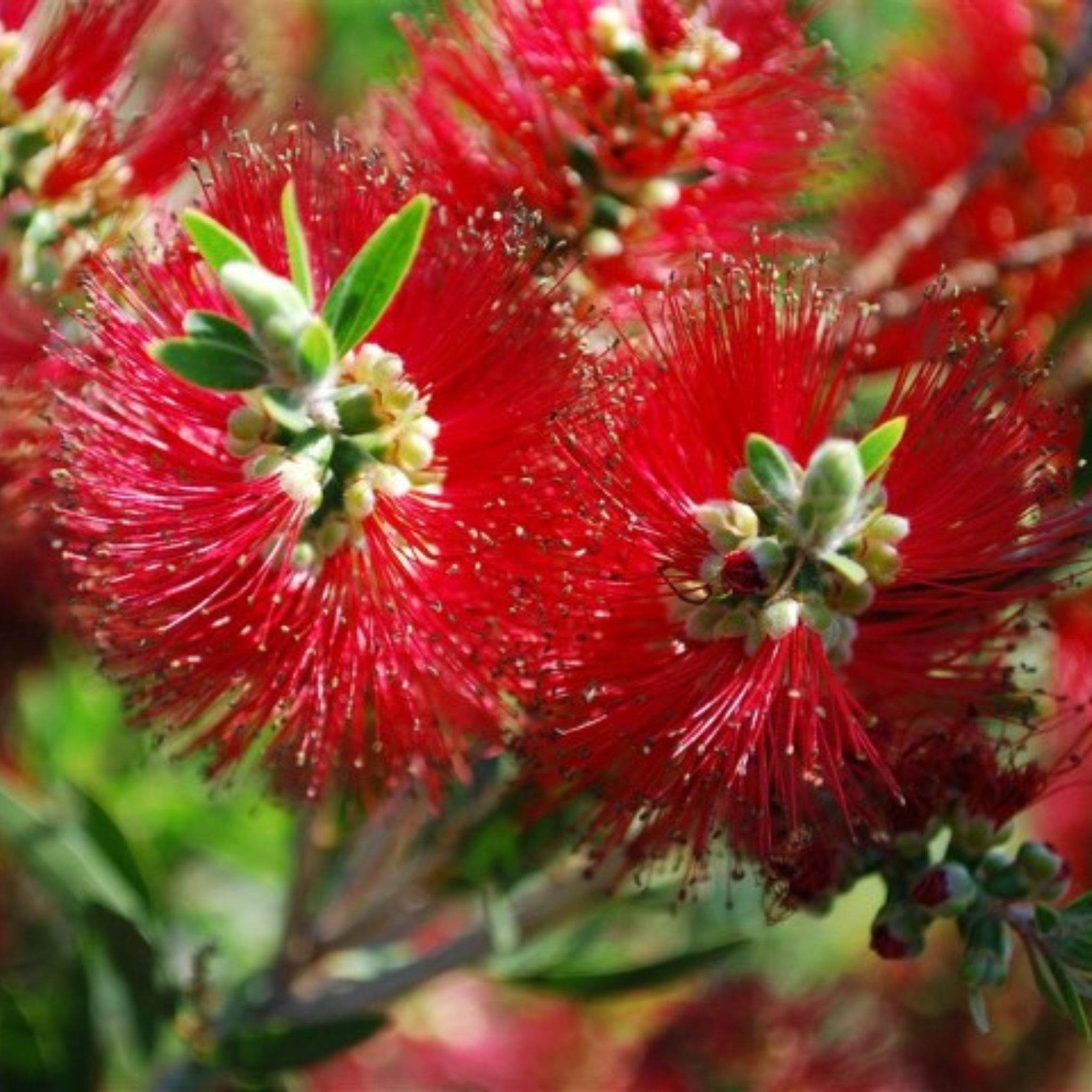 Mary Mackillop Bottlebrush - Callistemon hybrida ‘Mary Mackillop’
