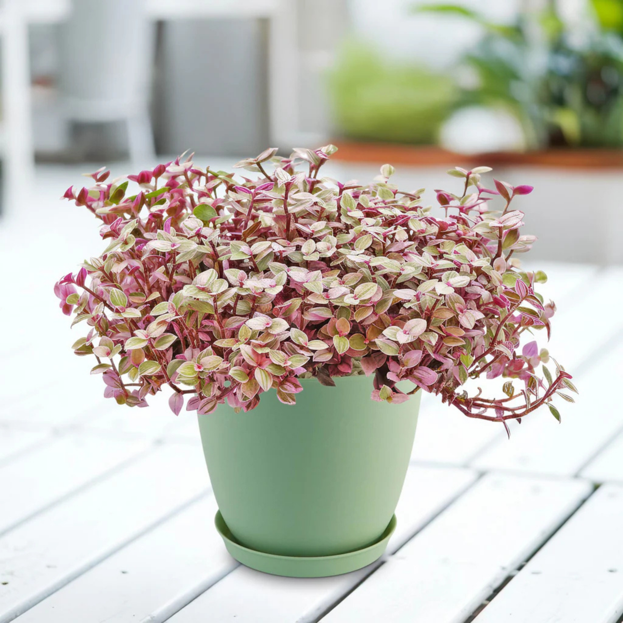 Turtle Vine Pink Panther - Callisia repens Pink Panther