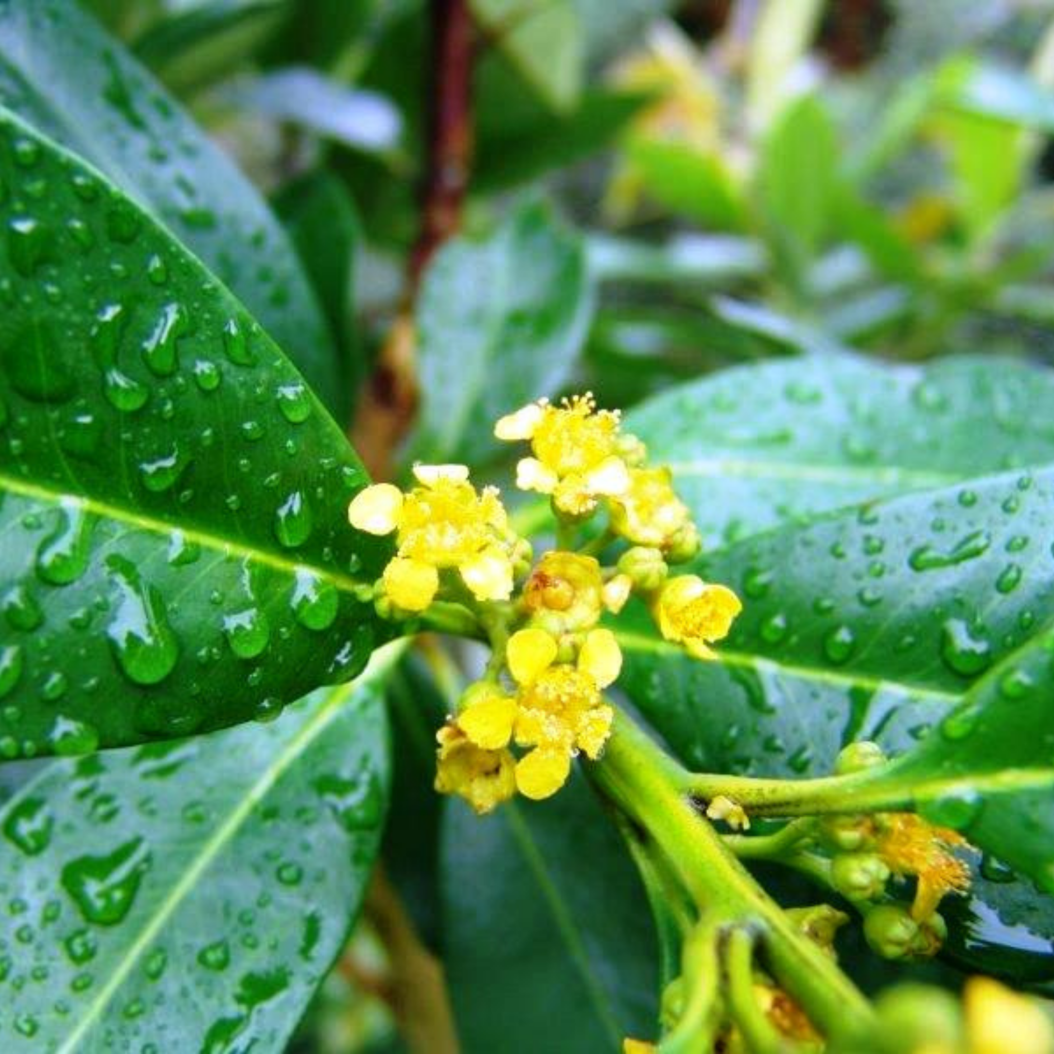 Close-up of yellow flowers on a green leafy branch with water droplets.