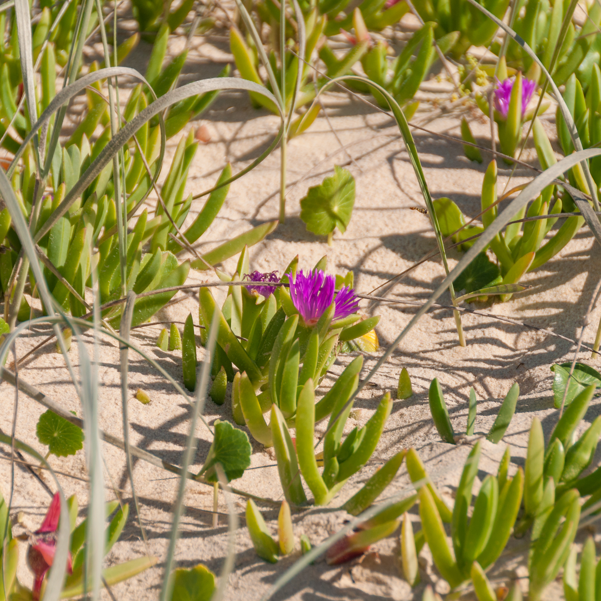 Native Pigface - Carpobrotus rossii