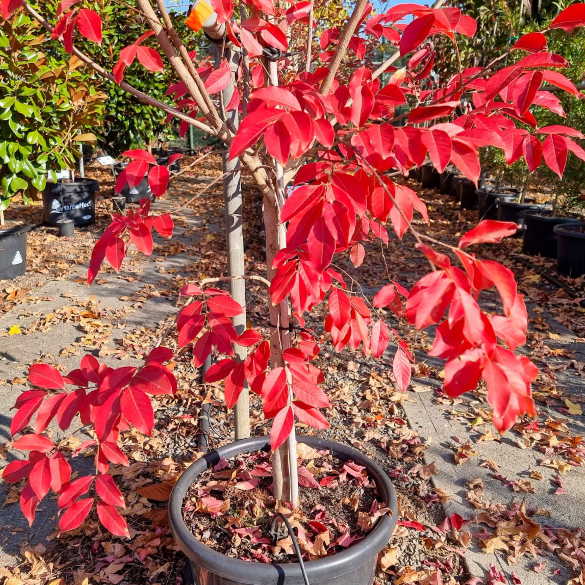 White Crepe Myrtle - Lagerstroemia indica fauriei Natchez