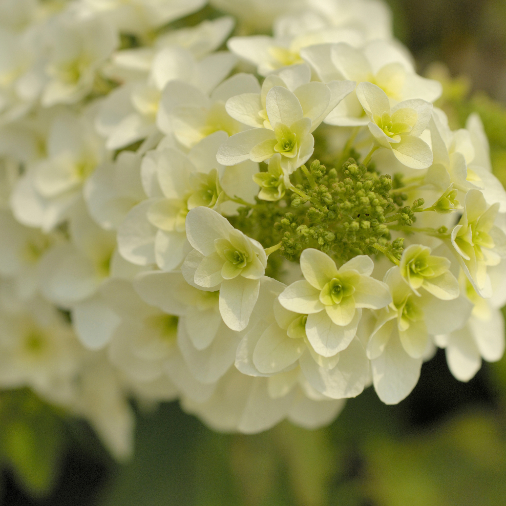 Oakleaf Hydrangea - Hydrangea quercifolia 'Snow Queen'