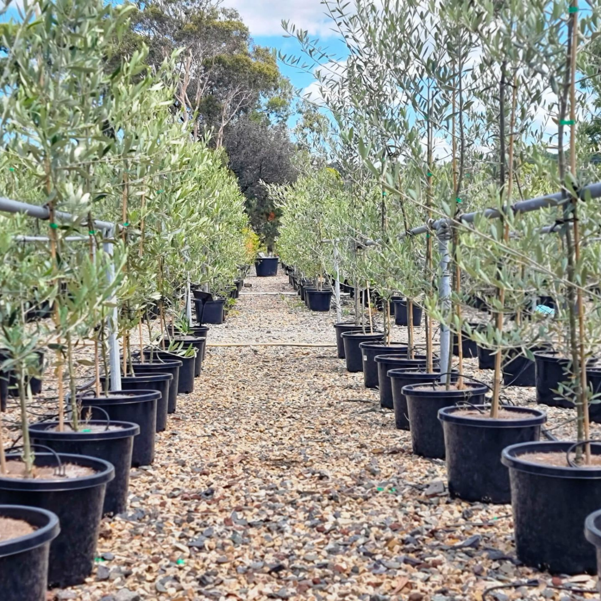 Jumbo Kalamata Olive Tree - Olea europaea Kalamata Jumbo