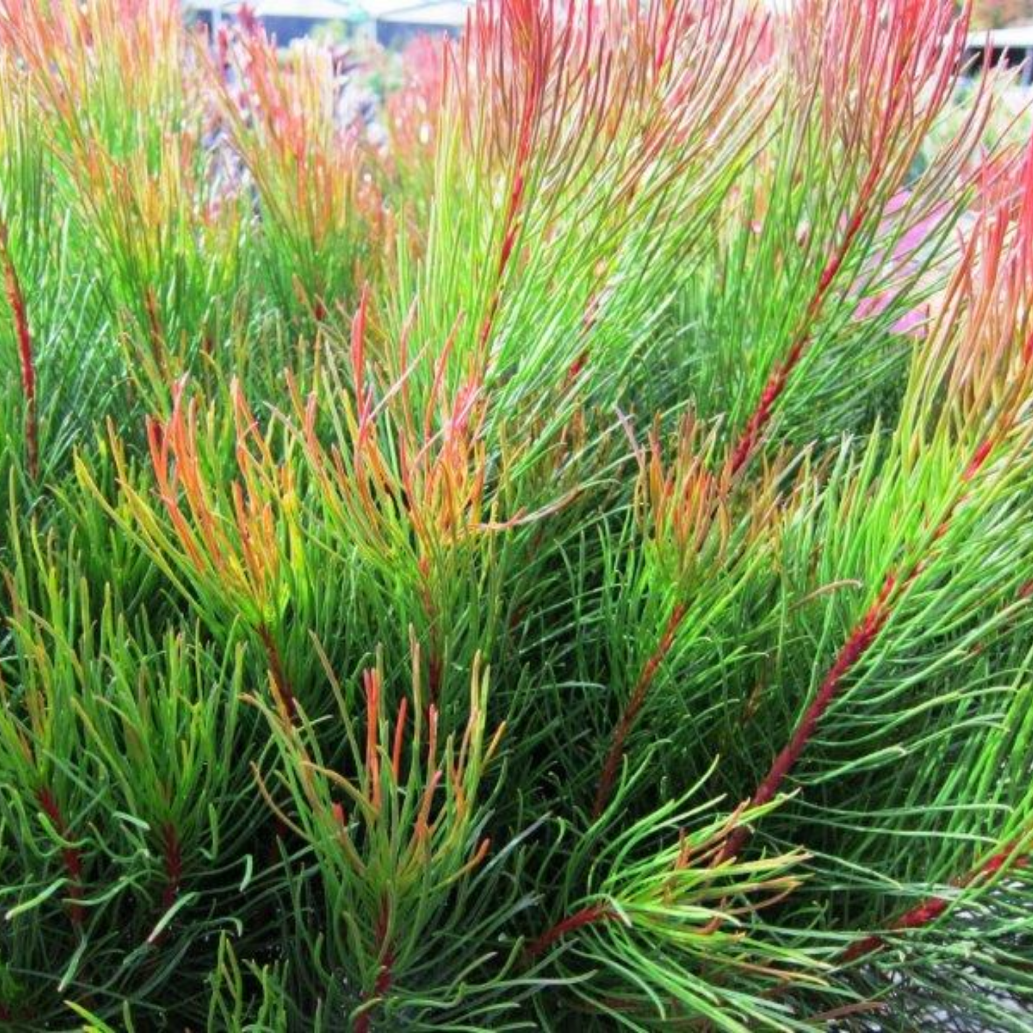 Featherbush Bronze Haze - Aulax cancellata 'Bronze Haze'