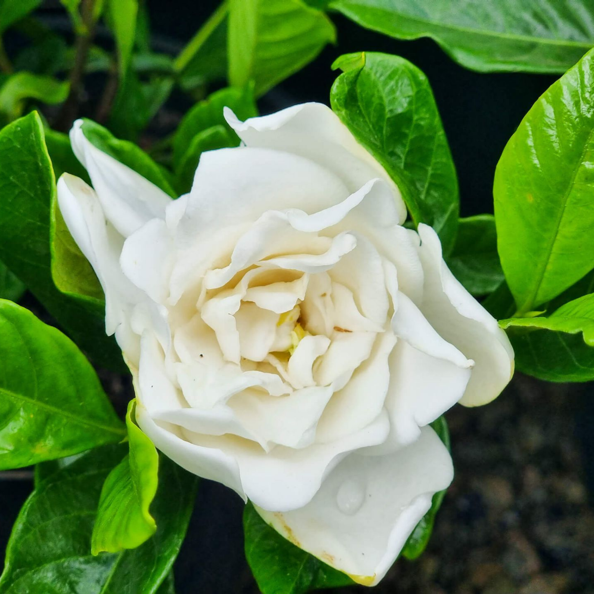 Gardenia augusta 'Magnifica'