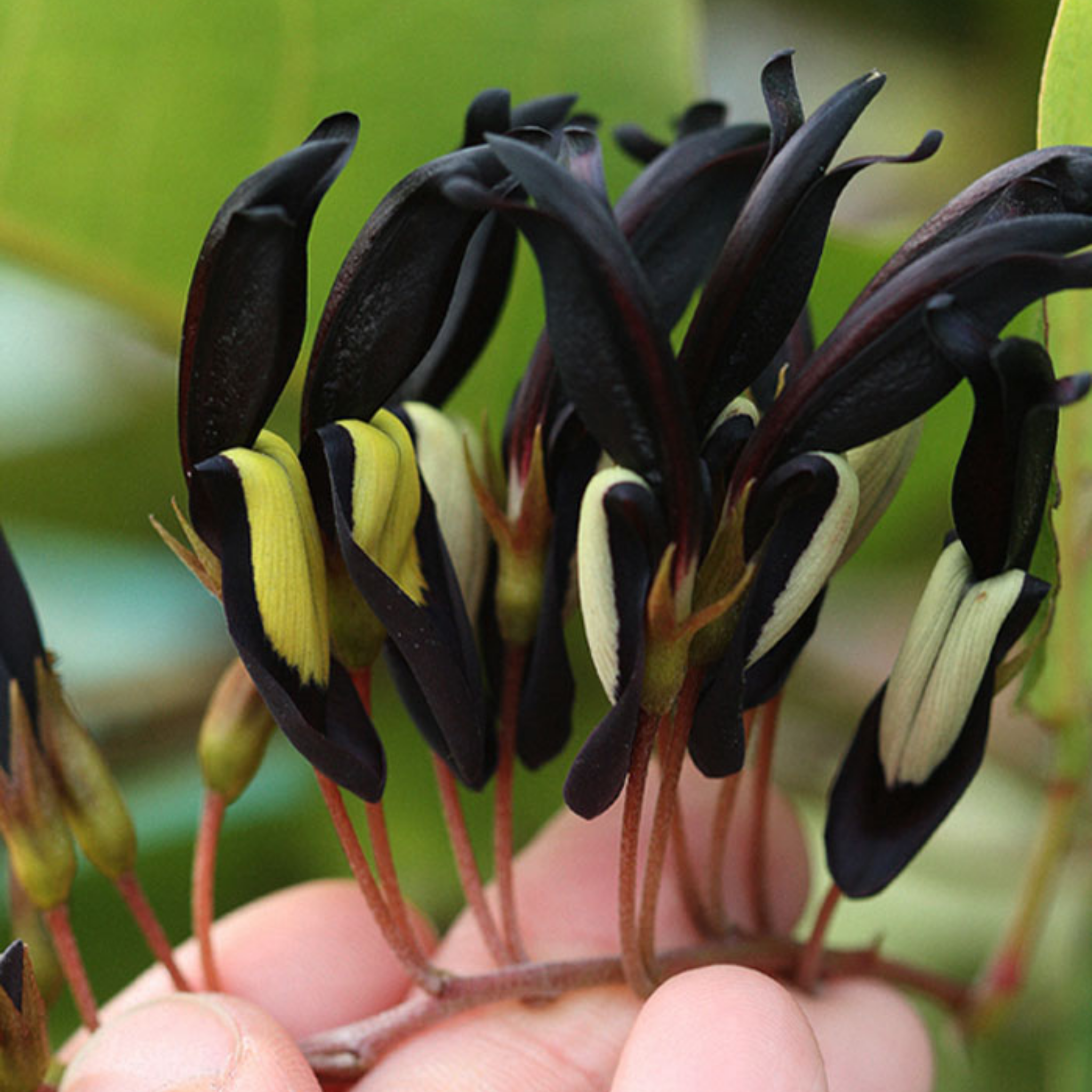 Black Coral Pea - Kennedia nigricans