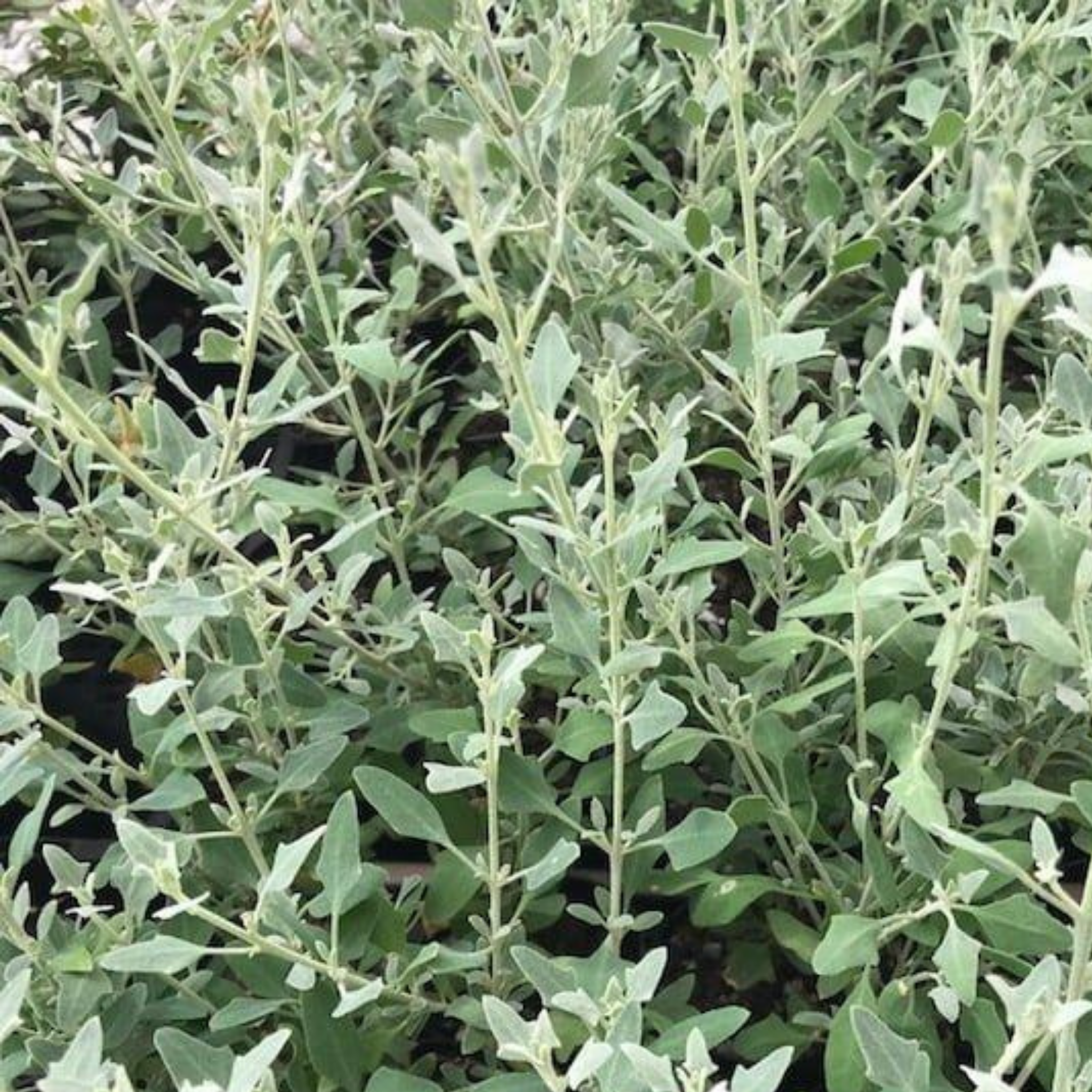 Creeping saltbush - Rhagodia spinescens Aussie Flat Bush PBR