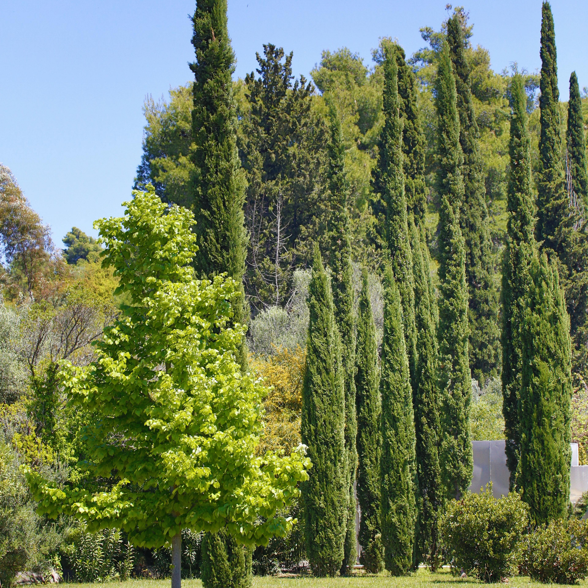 Glauca Pencil Pine - Italian Cypress Cupressus sempervirens