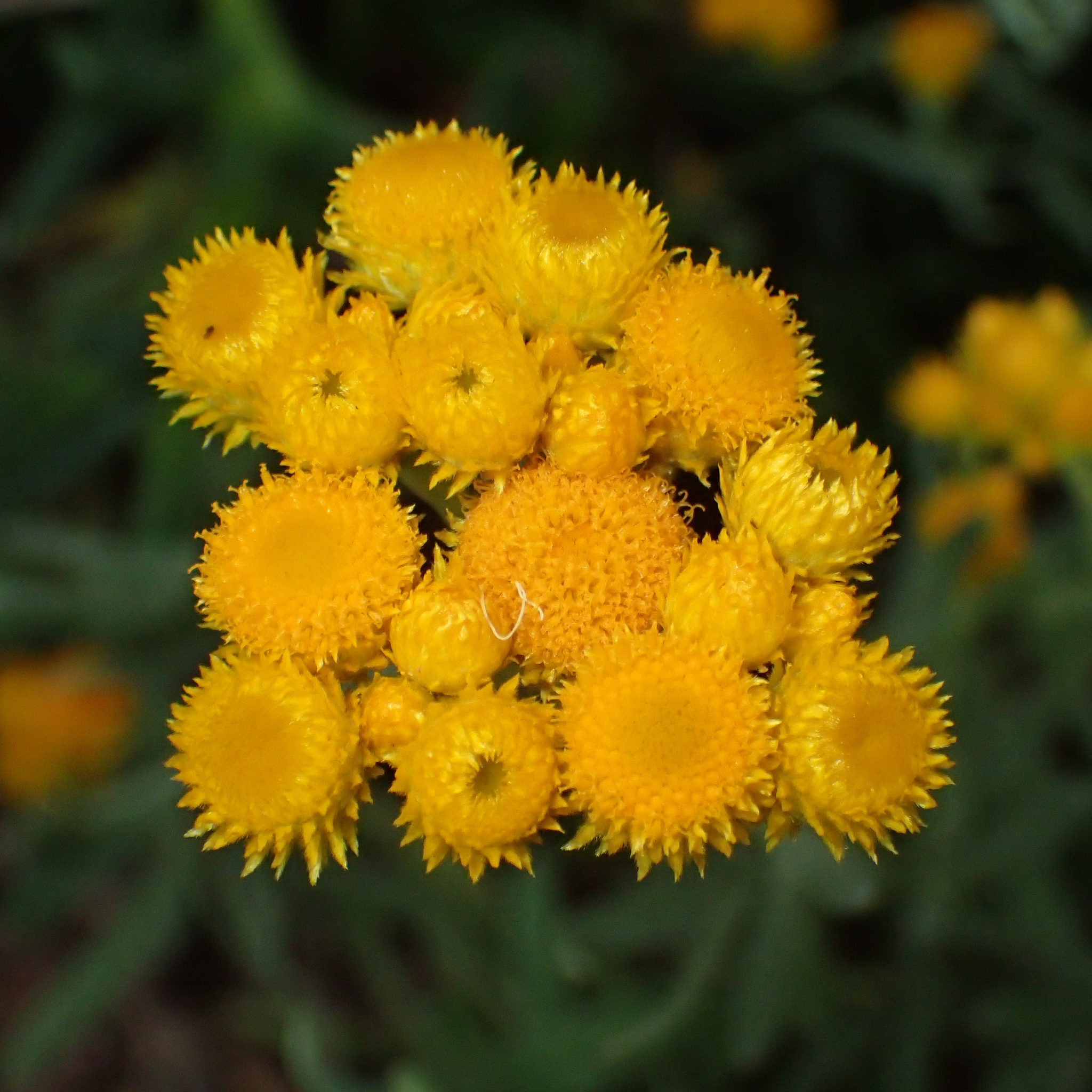 Yellow Buttons (Common everlasting) - Chrysocephalum apiculatum
