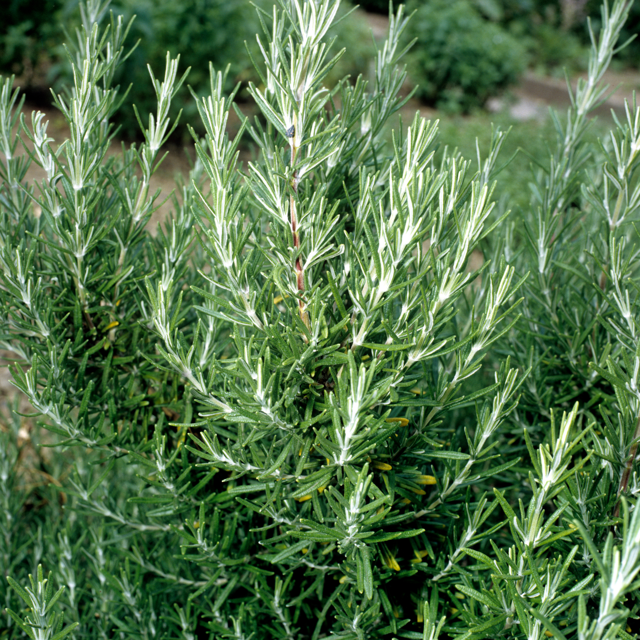 Blue Lagoon Rosemary - Rosmarinus officinalis Blue Lagoon