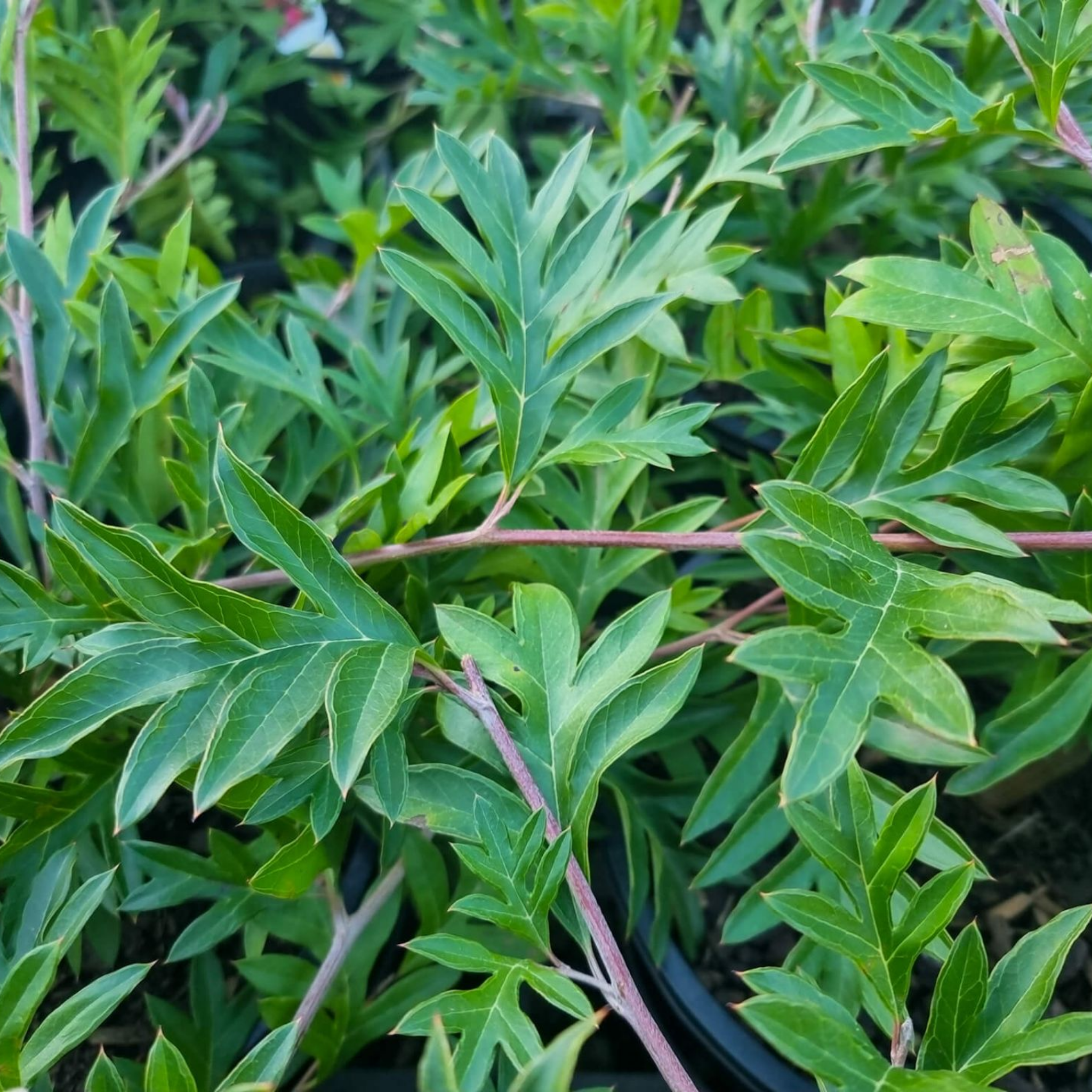 Toothbrush Plant - Grevillea acanthifolia Gaudichaudii