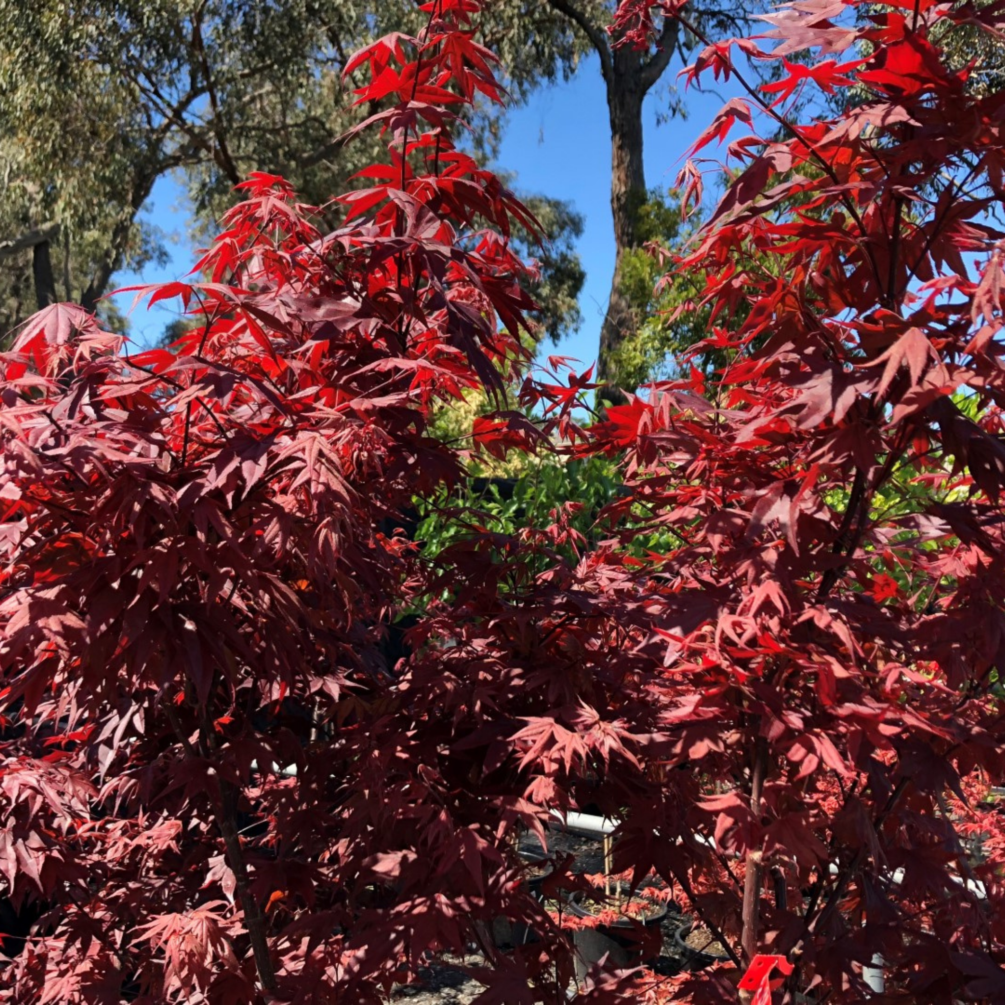 Red maple trees with a clear blue sky in the background