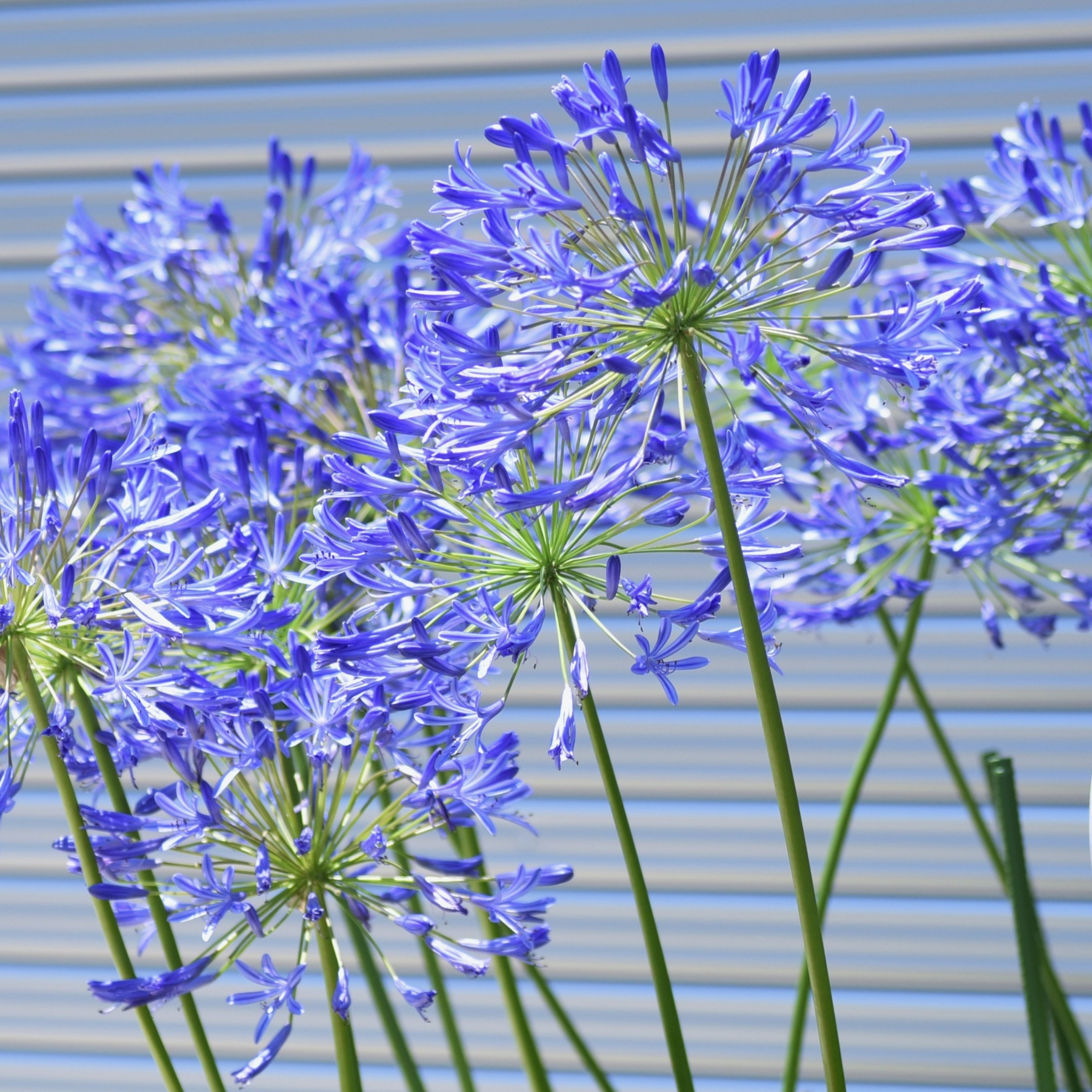 Blue Agapanthus praecox - Lily of the Nile, African Lily