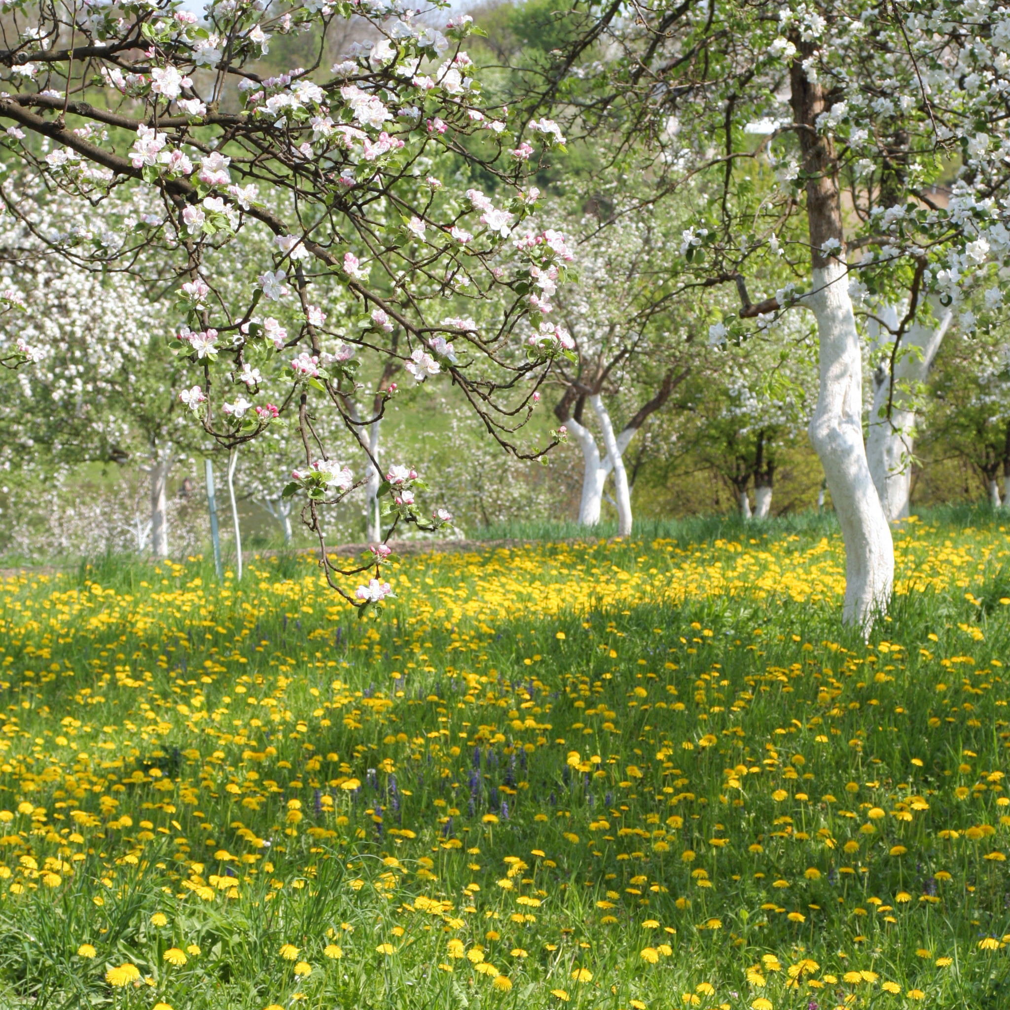 Blooming trees with white flowers and a field of yellow flowers in the foreground