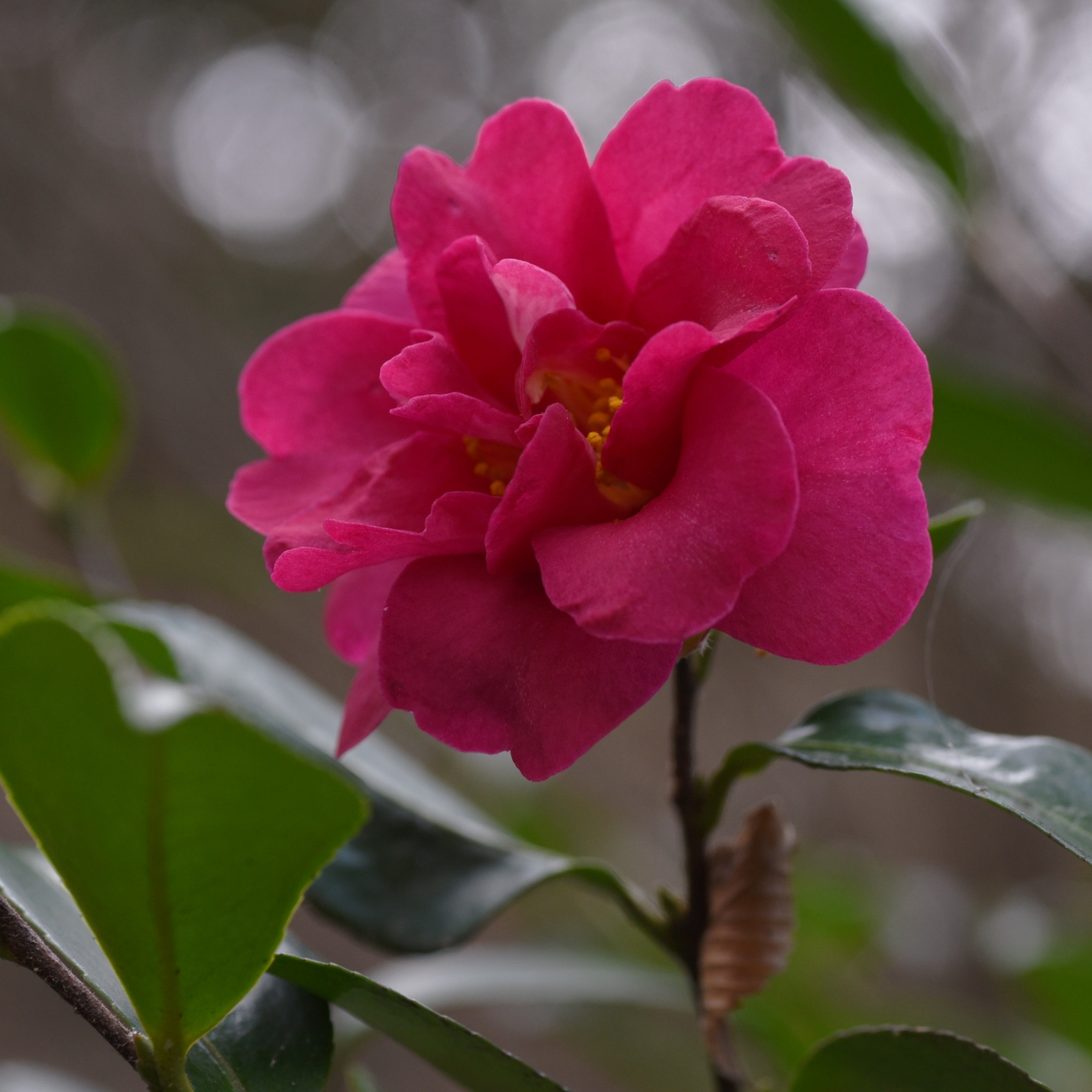 Camellia Assorted
