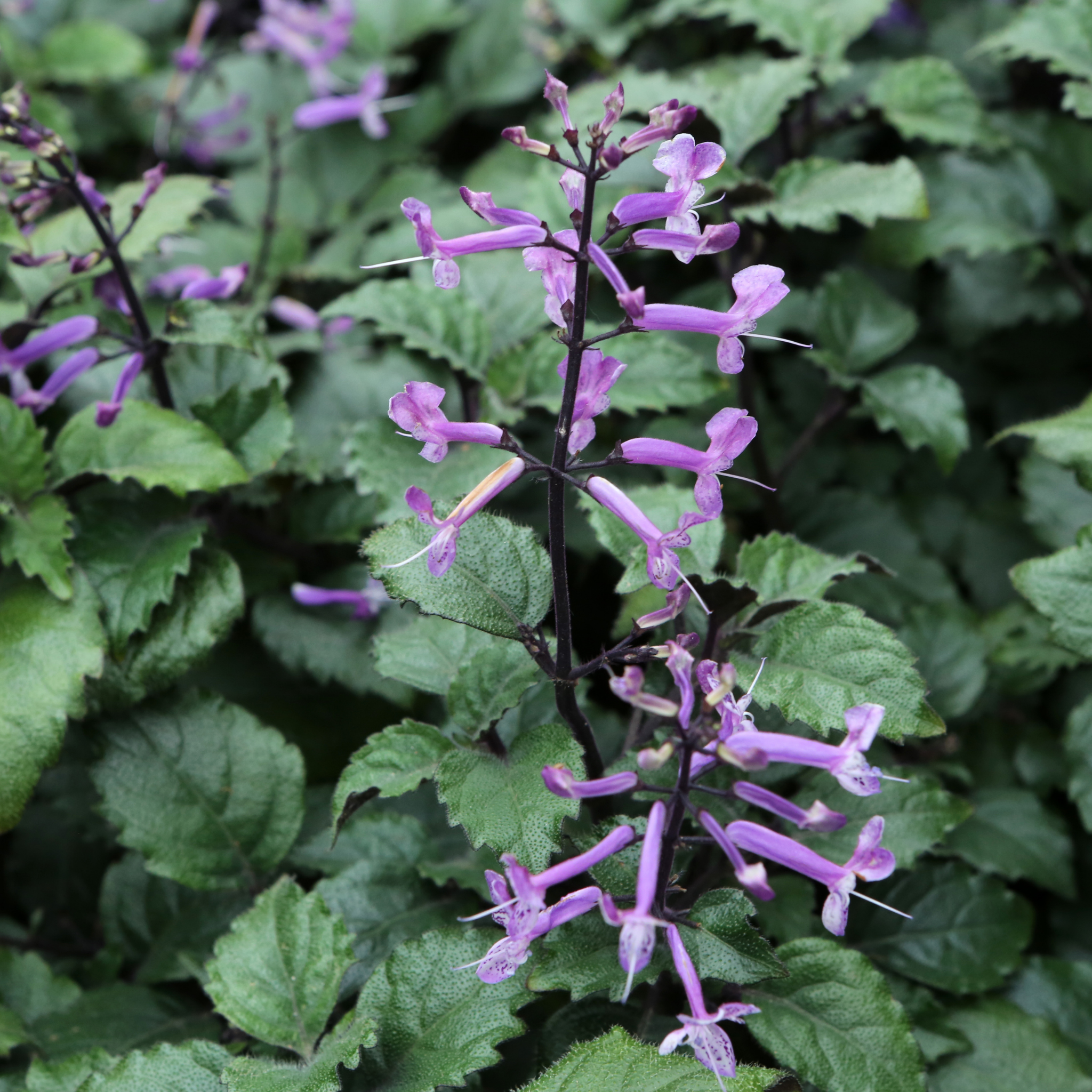 Mona Lavender Spur Flower - Plectranthus hybrida Mona Lavender PBR