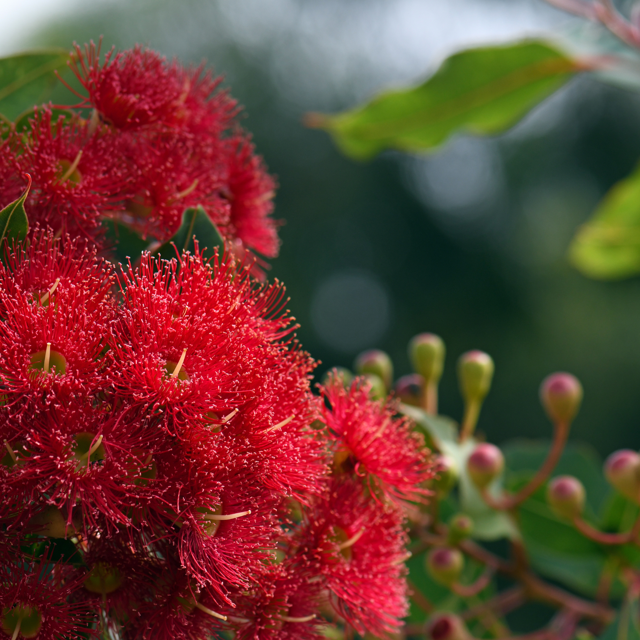 Red Flowering Gum Wildfire - Corymbia ficifolia 'Wildfire'