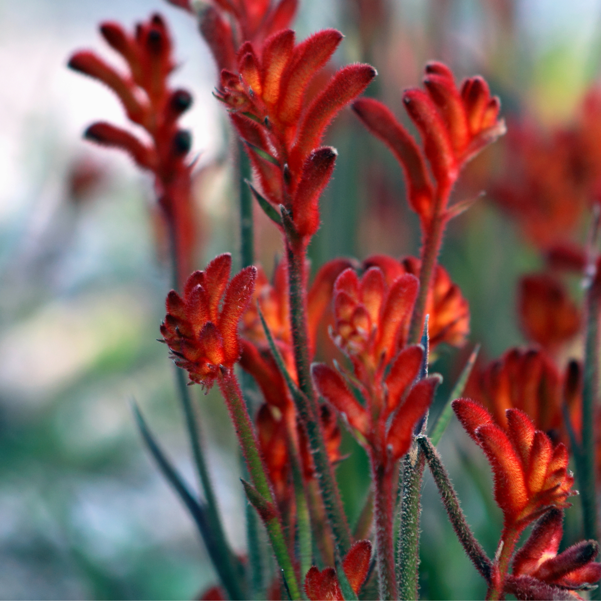 Tall Red Kangaroo Paw - Anigozanthos flavidus Landscape Scarlet