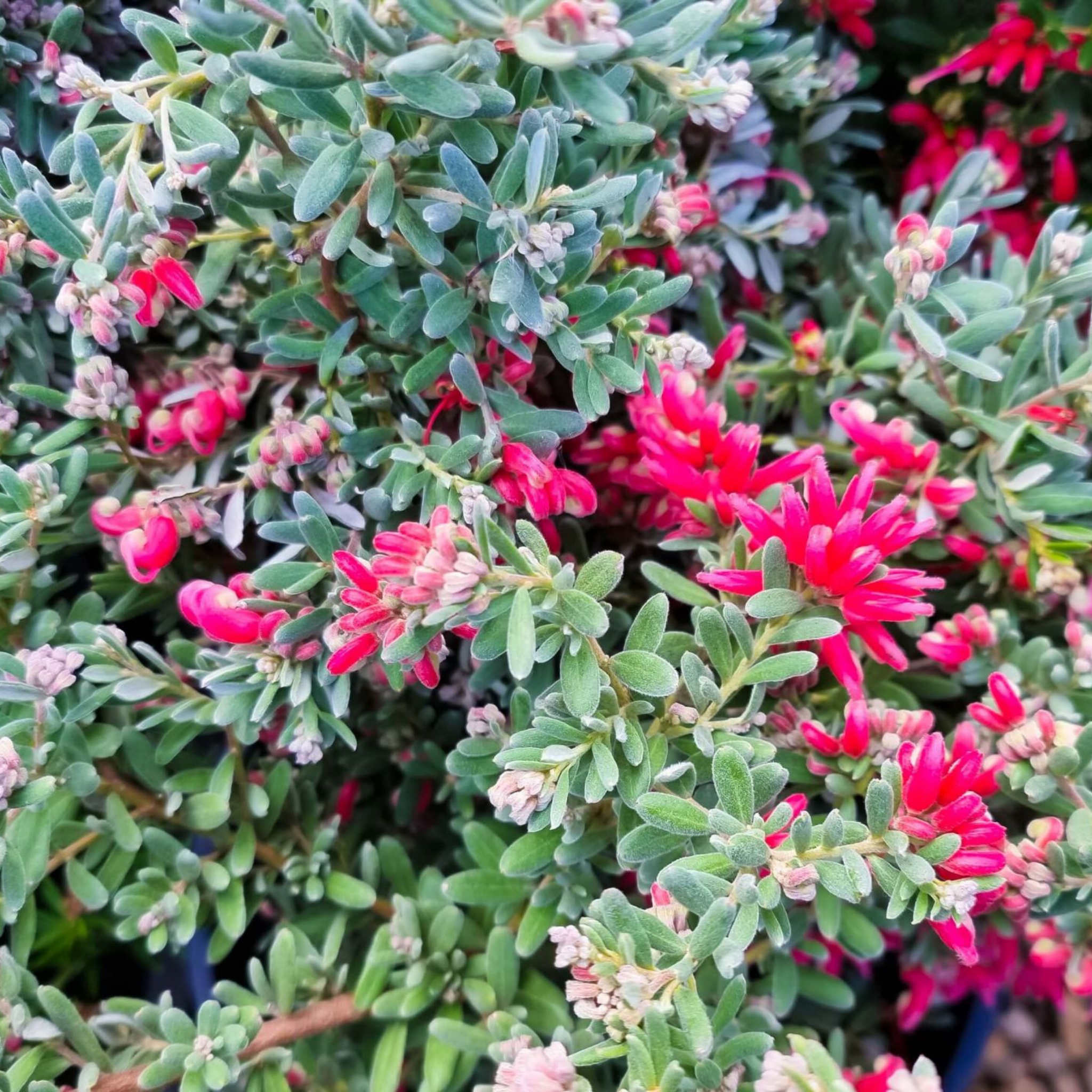 Grevillea 'Jelly Baby' -  Grevillea lavandulacea alpina Jelly Baby