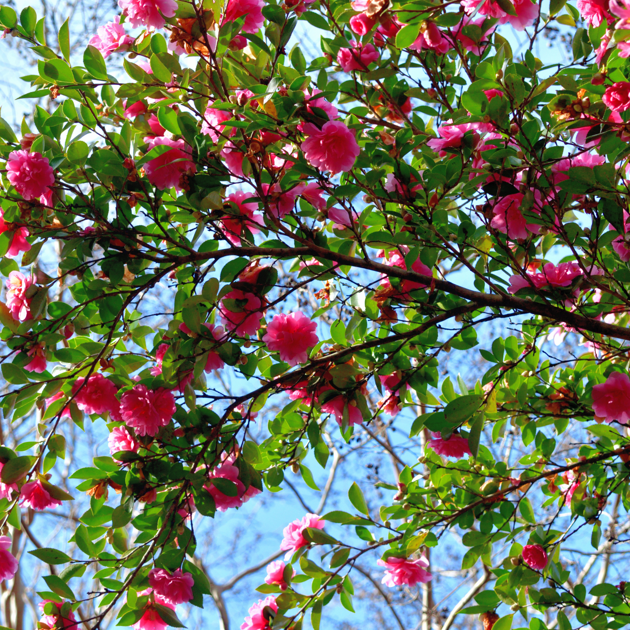 Camellia Paradise Olivia - Camellia sasanqua 'Paradise Olivia'