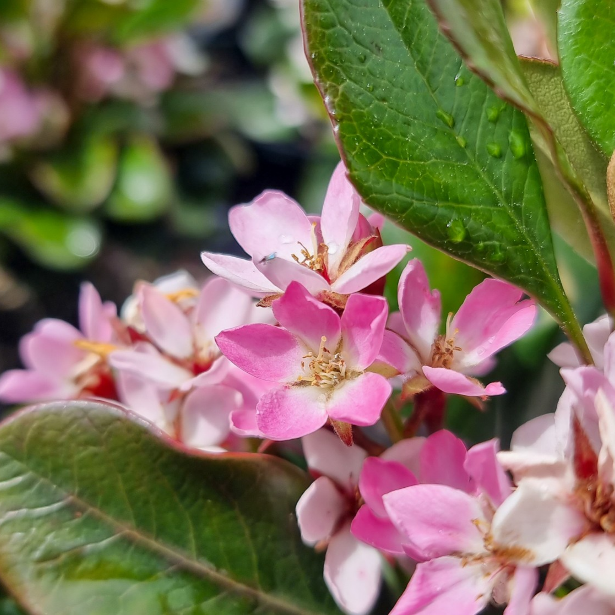 Oriental Pink Indian Hawthorn - Rhaphiolepis hybrida Oriental Pink