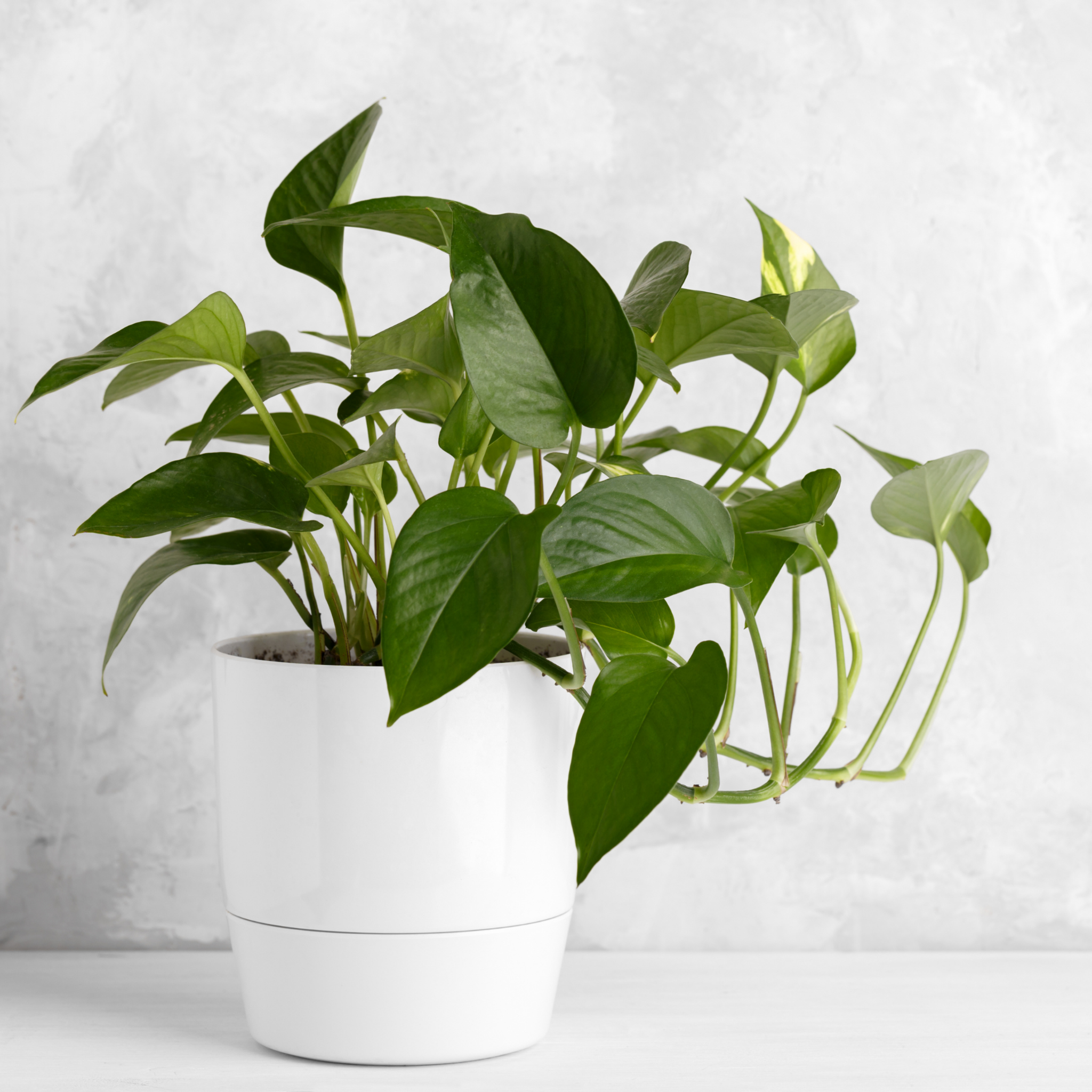 Green Dragon Golden Pothos - Epipremnum aureum Devil's Ivy