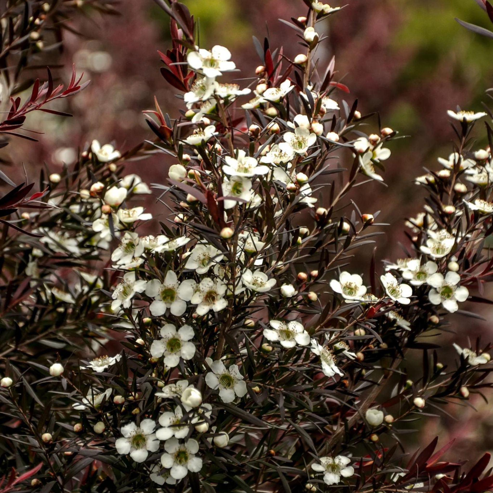 Burgundy Tea Tree - Leptospermum morrisonii