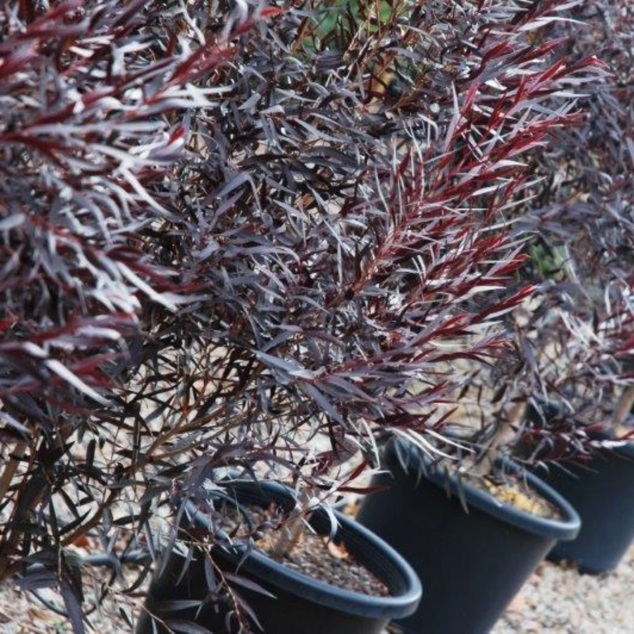 Black Willow Myrtle 'After Dark' - Agonis flexuosa After Dark