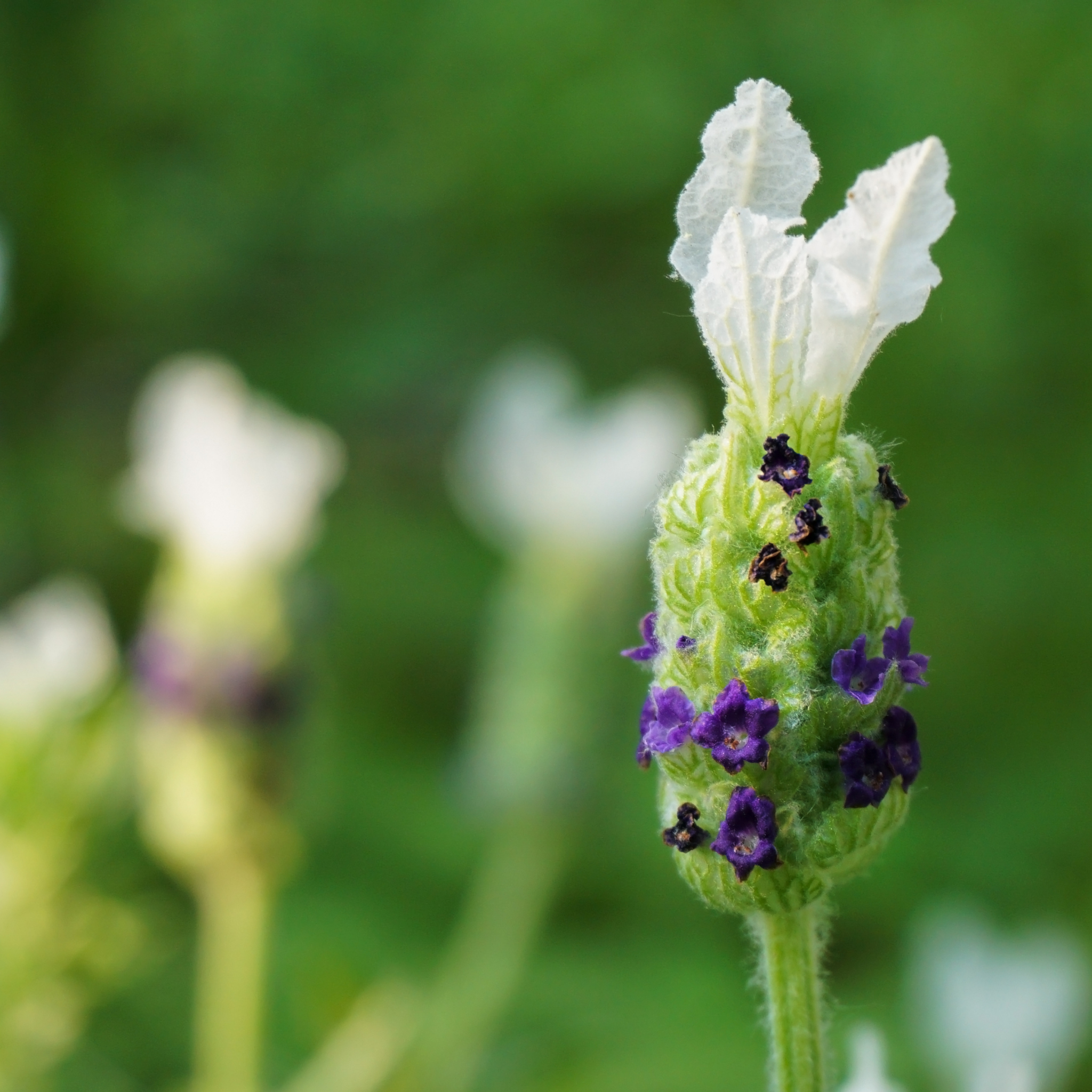 Italian Javelin Forte White Lavender - Lavandula stoechas 'Javelin Forte White'
