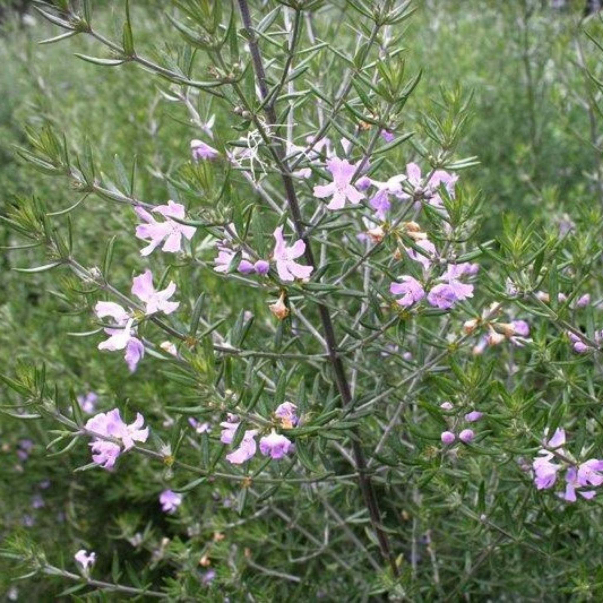 Coastal Rosemary Wynyabbie Gem - Westringia fruticosa Wynyabbie Gem