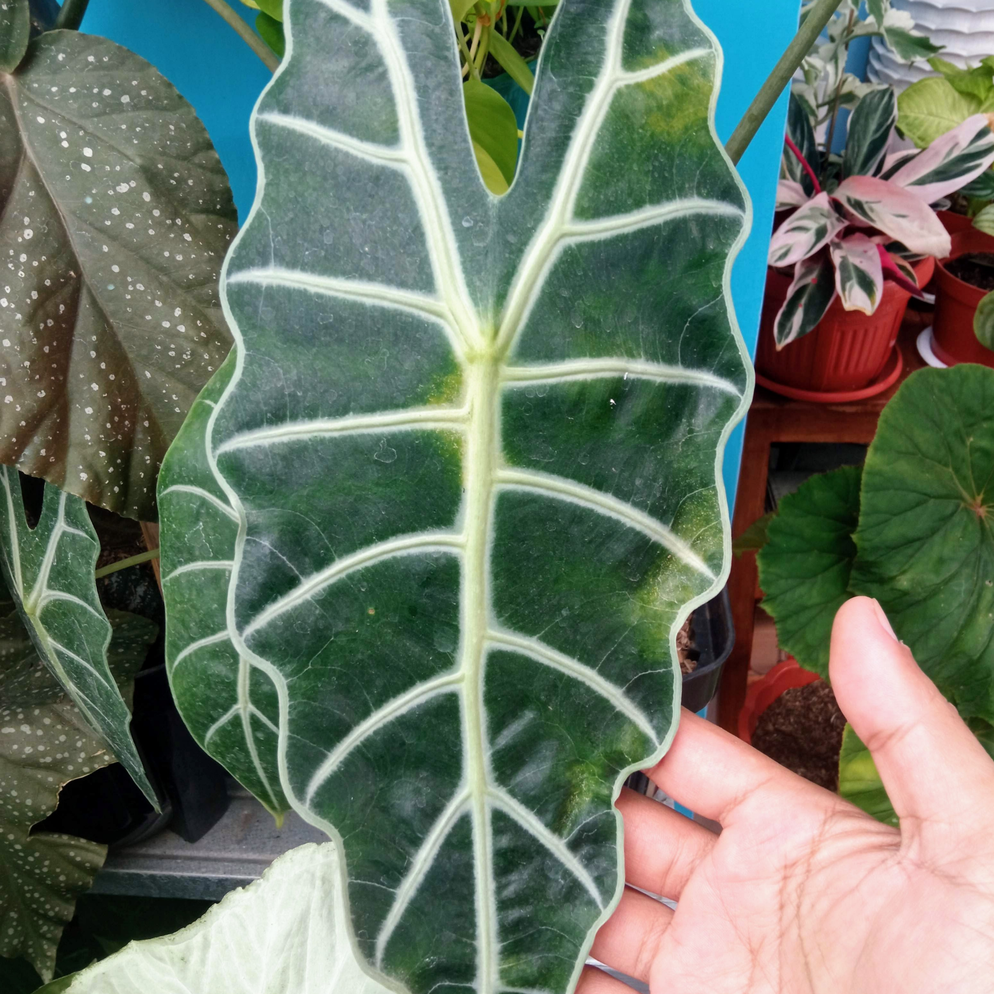 Elephants Ear - Alocasia amazonica