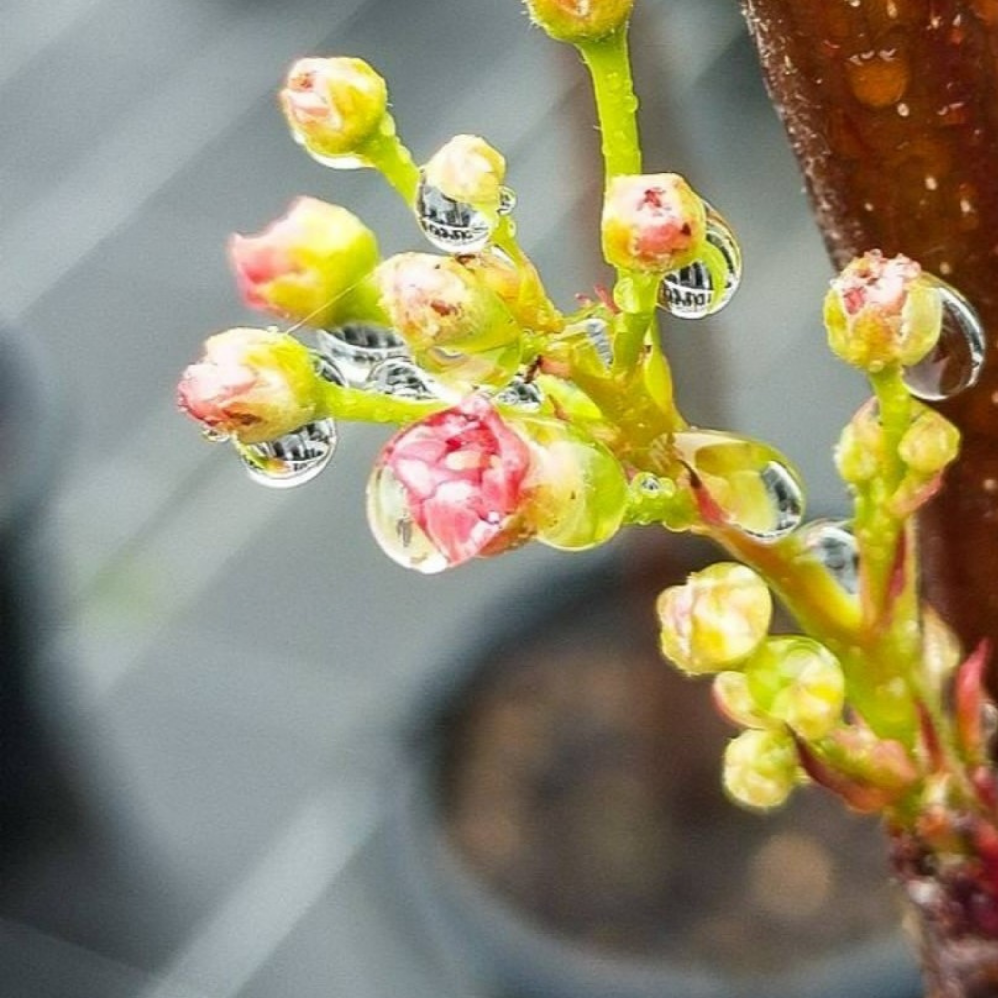 Ornamental Callery Pear Chanticleer - Pyrus calleryana Chanticleer