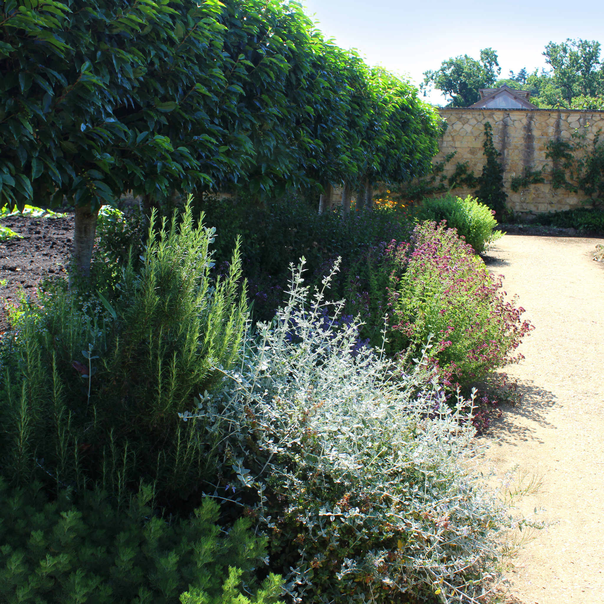Garden pathway lined with various shrubs and trees on a sunny day.