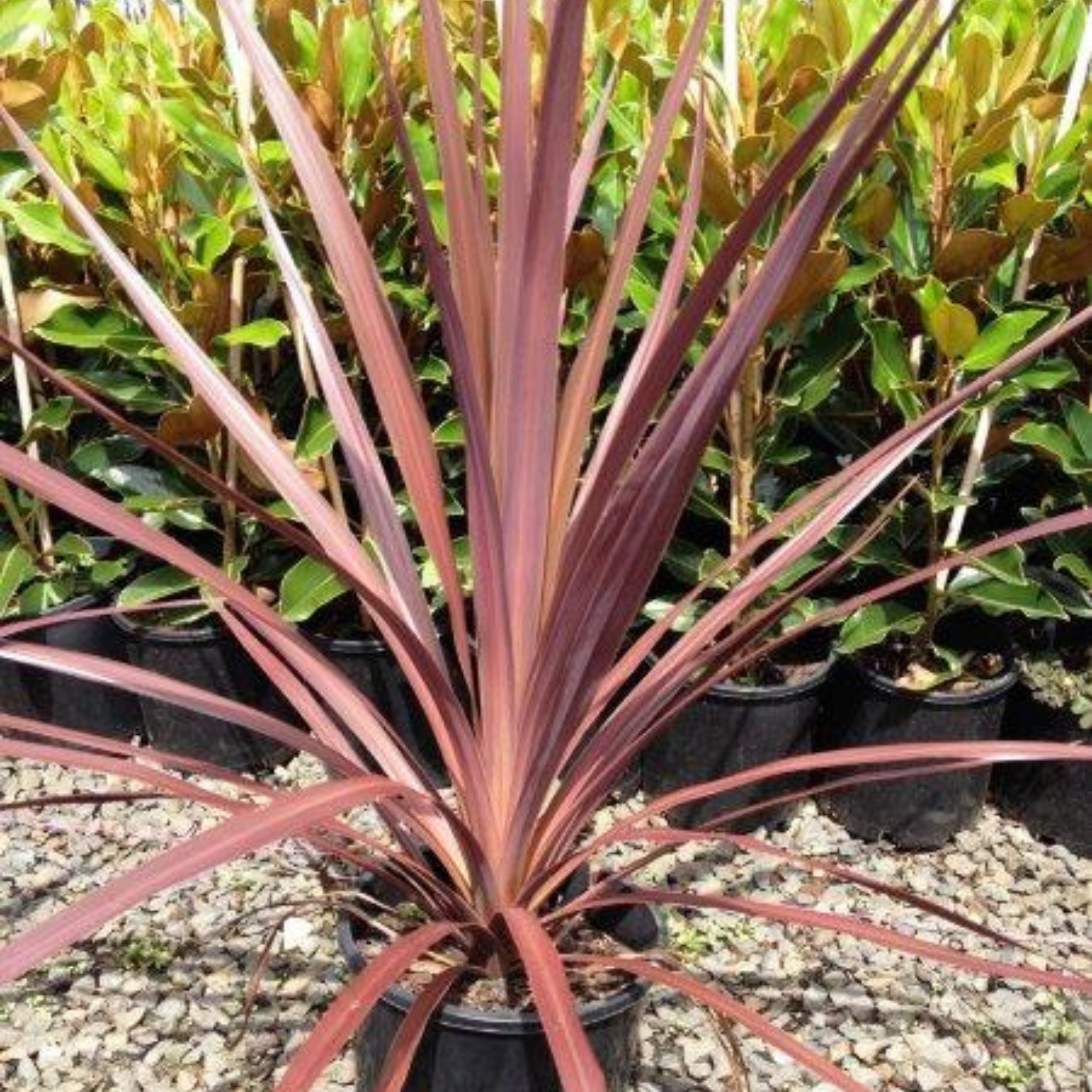 Potted plant with purple leaves in a garden setting