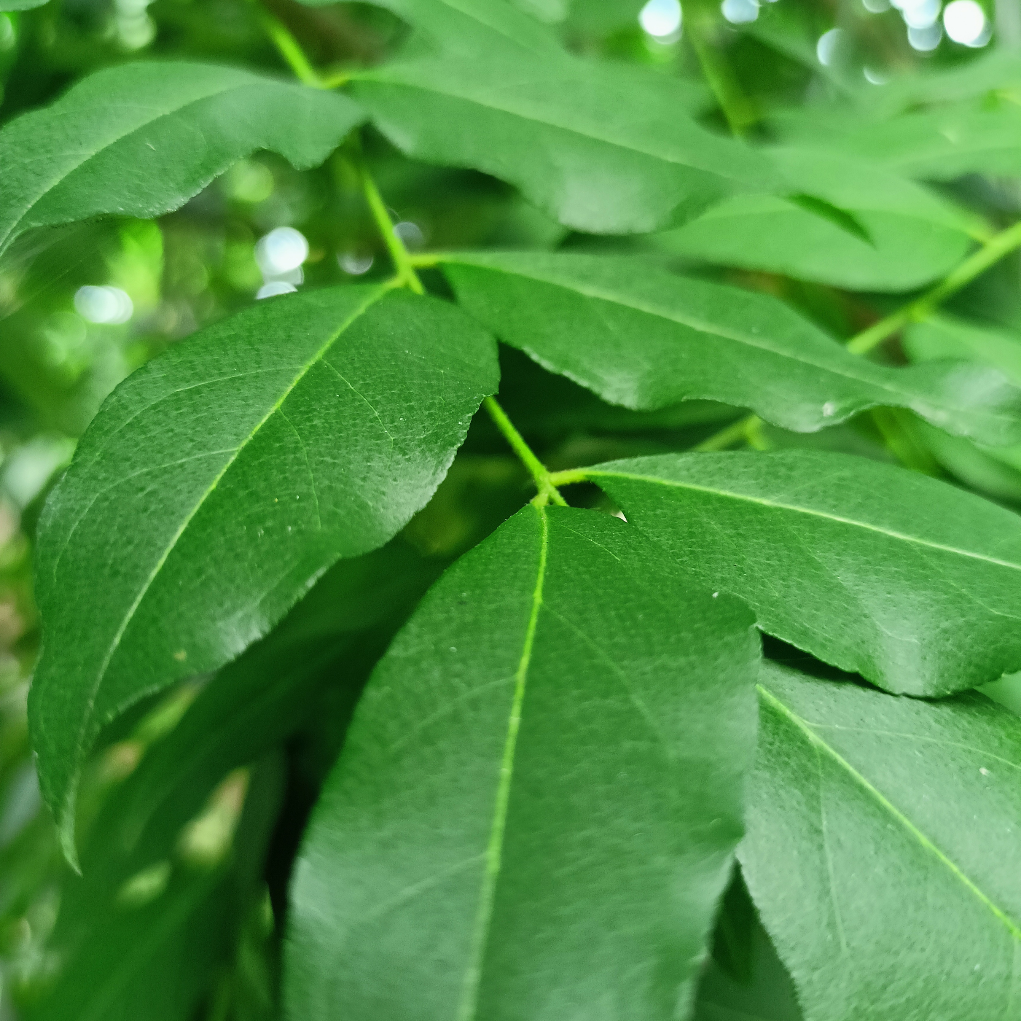 Curry Tree - Murraya koenigii