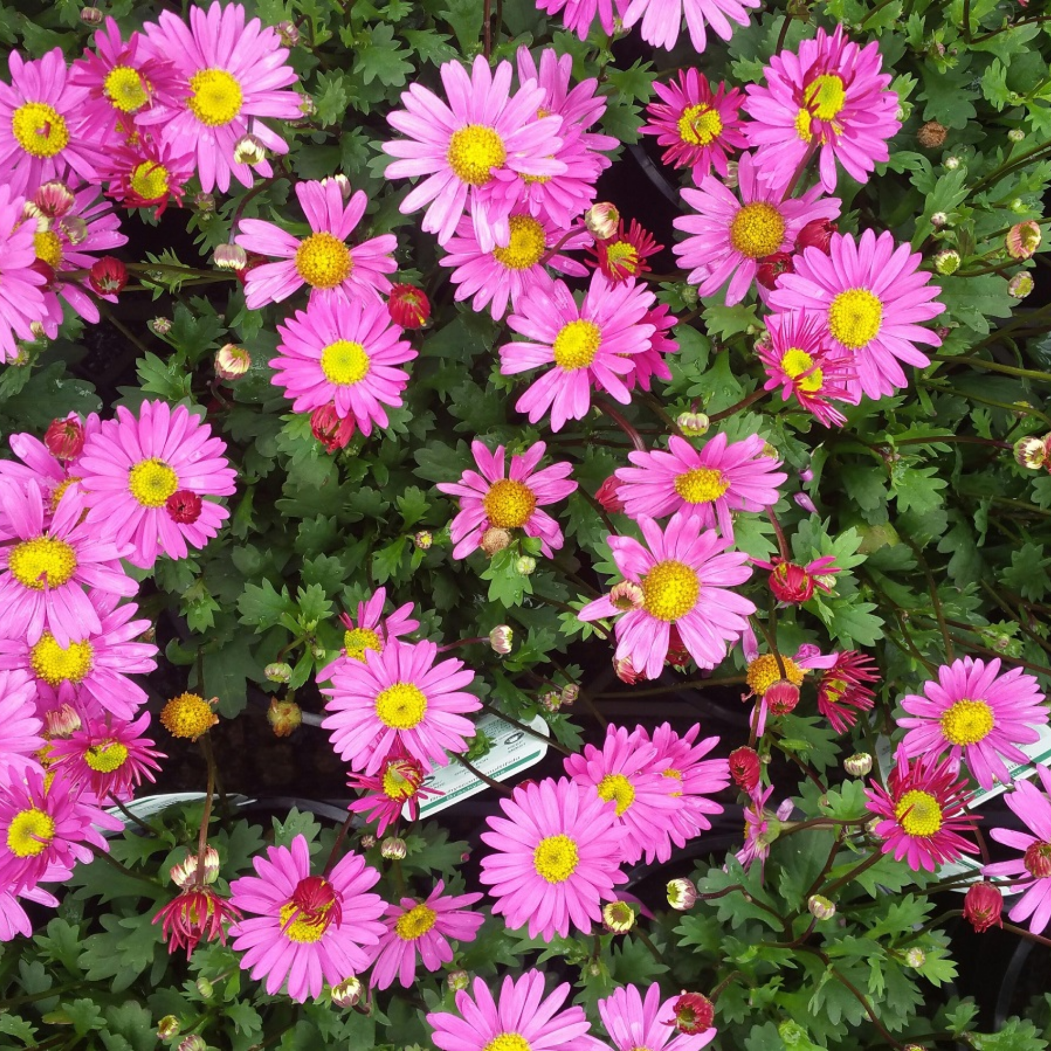 Stiff Daisy Fresco Candy - Brachyscome angustifolia 'Fresco Candy'