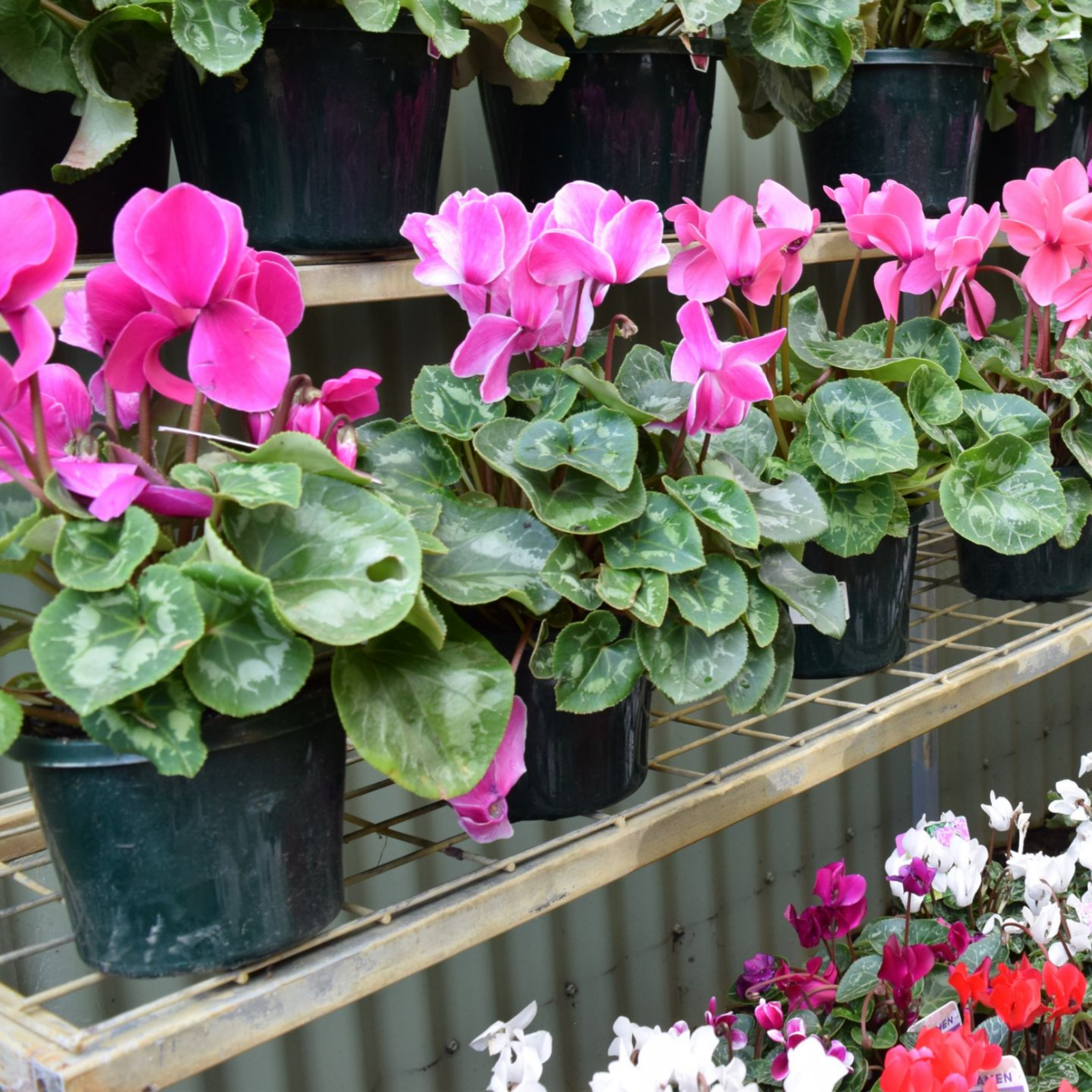 Cyclamen Assorted