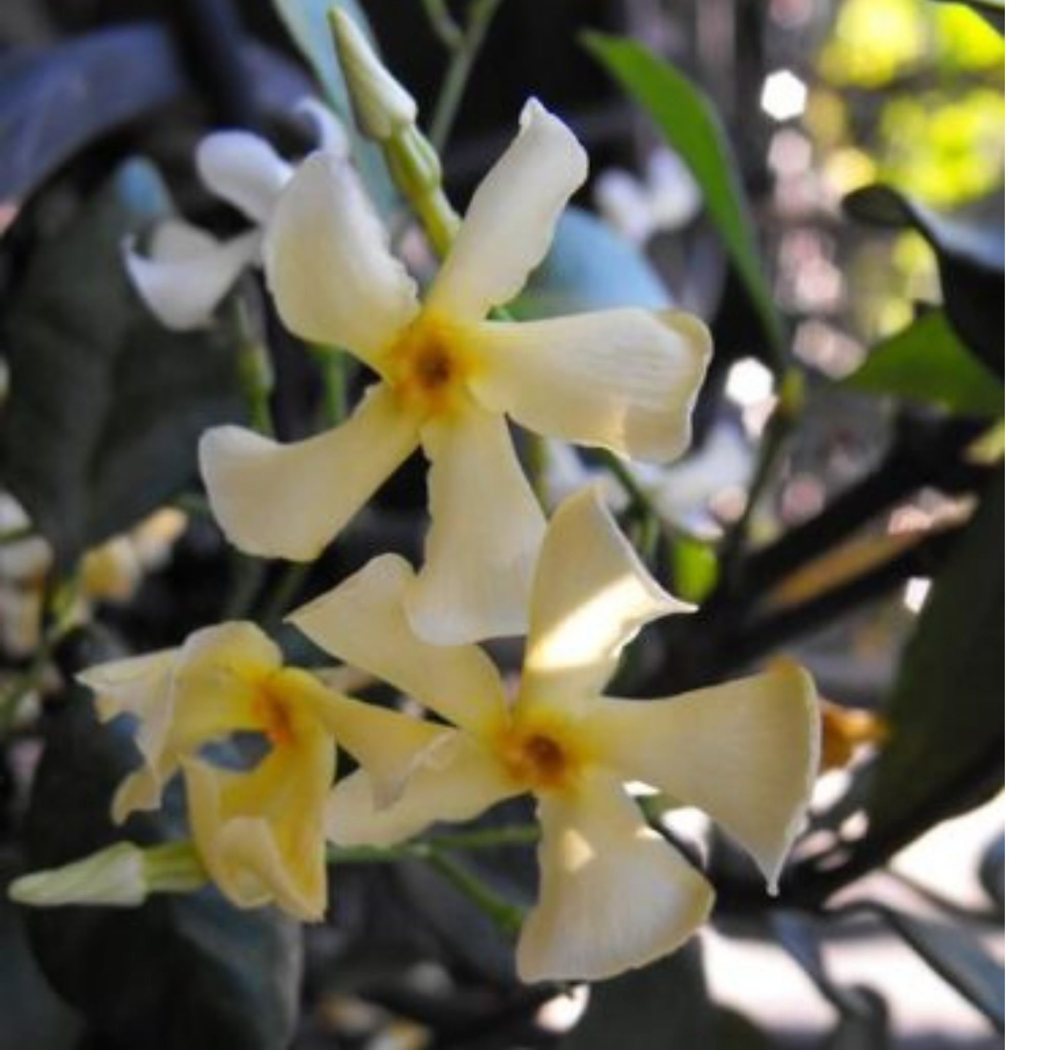 Japanese Star Jasmine - Trachelospermum asiaticum