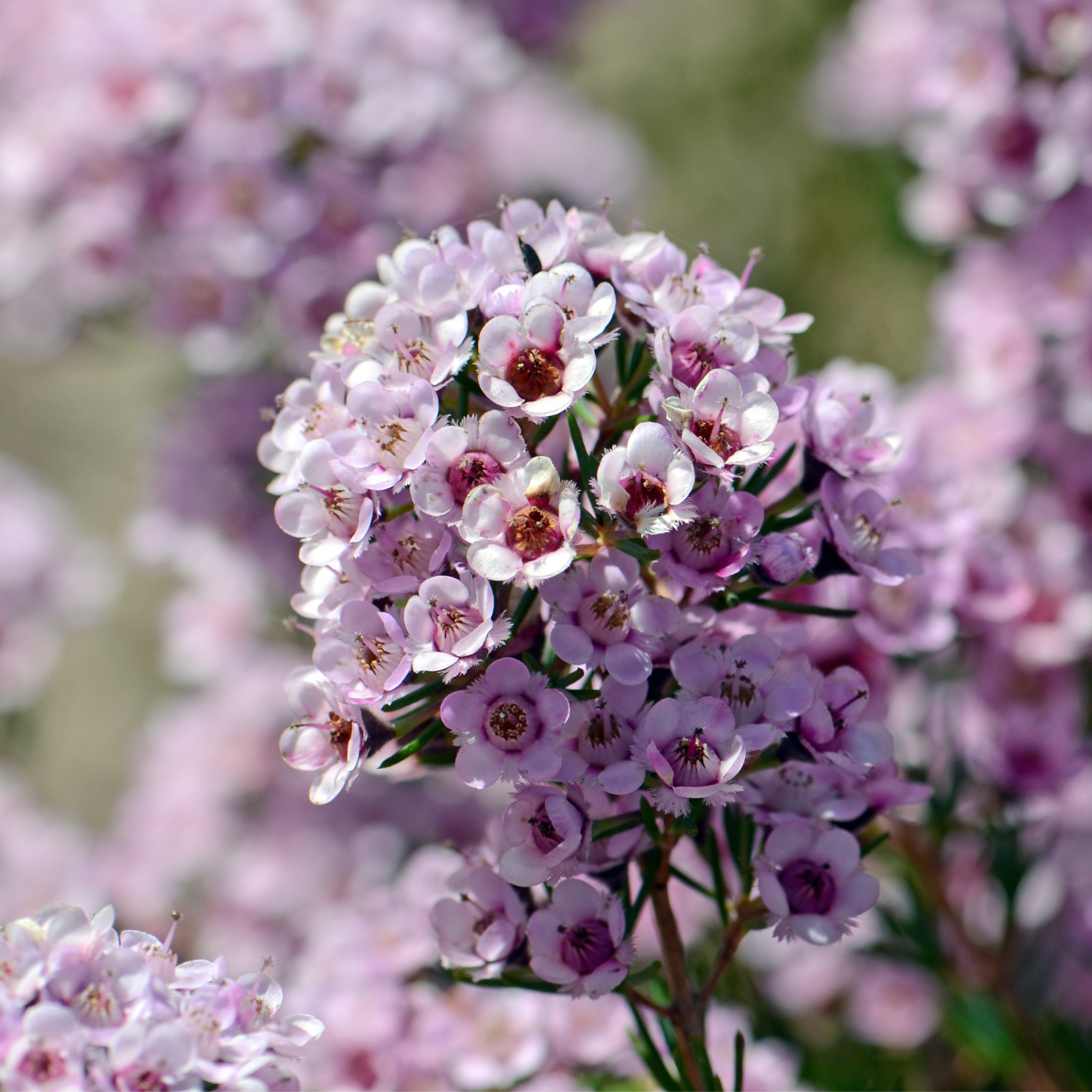 Paddys Pink Waxflower - Chamelaucium verticordia 'Paddys Pink'