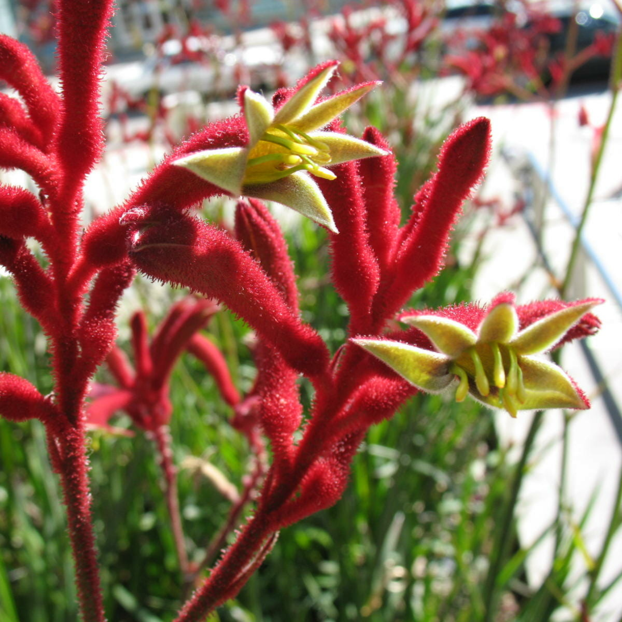 Tall Red Kangaroo Paw 'Big Red' - Anigozanthos hybrida