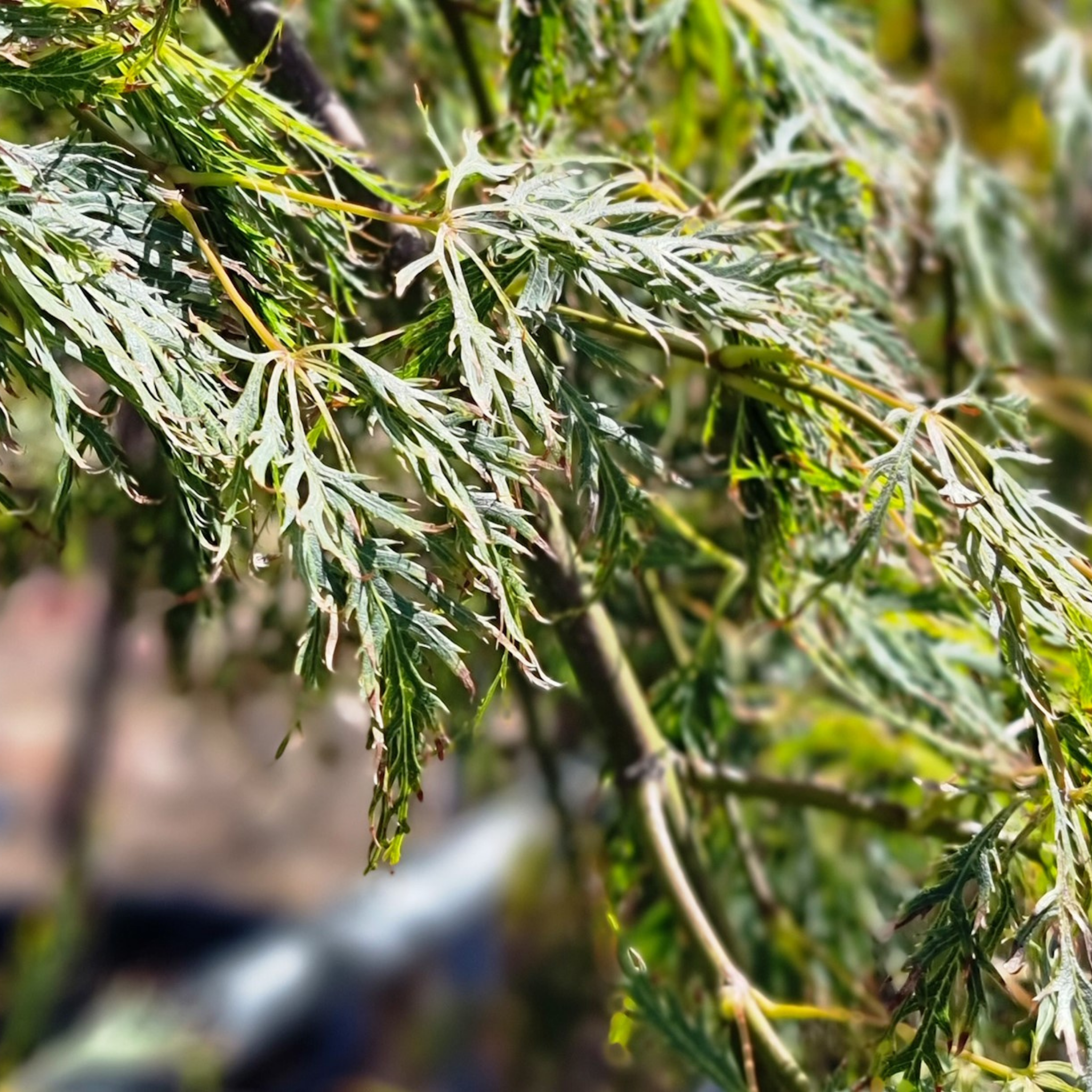 Weeping Japanese Maple Ellen - Acer palmatum Dissectum Ellen