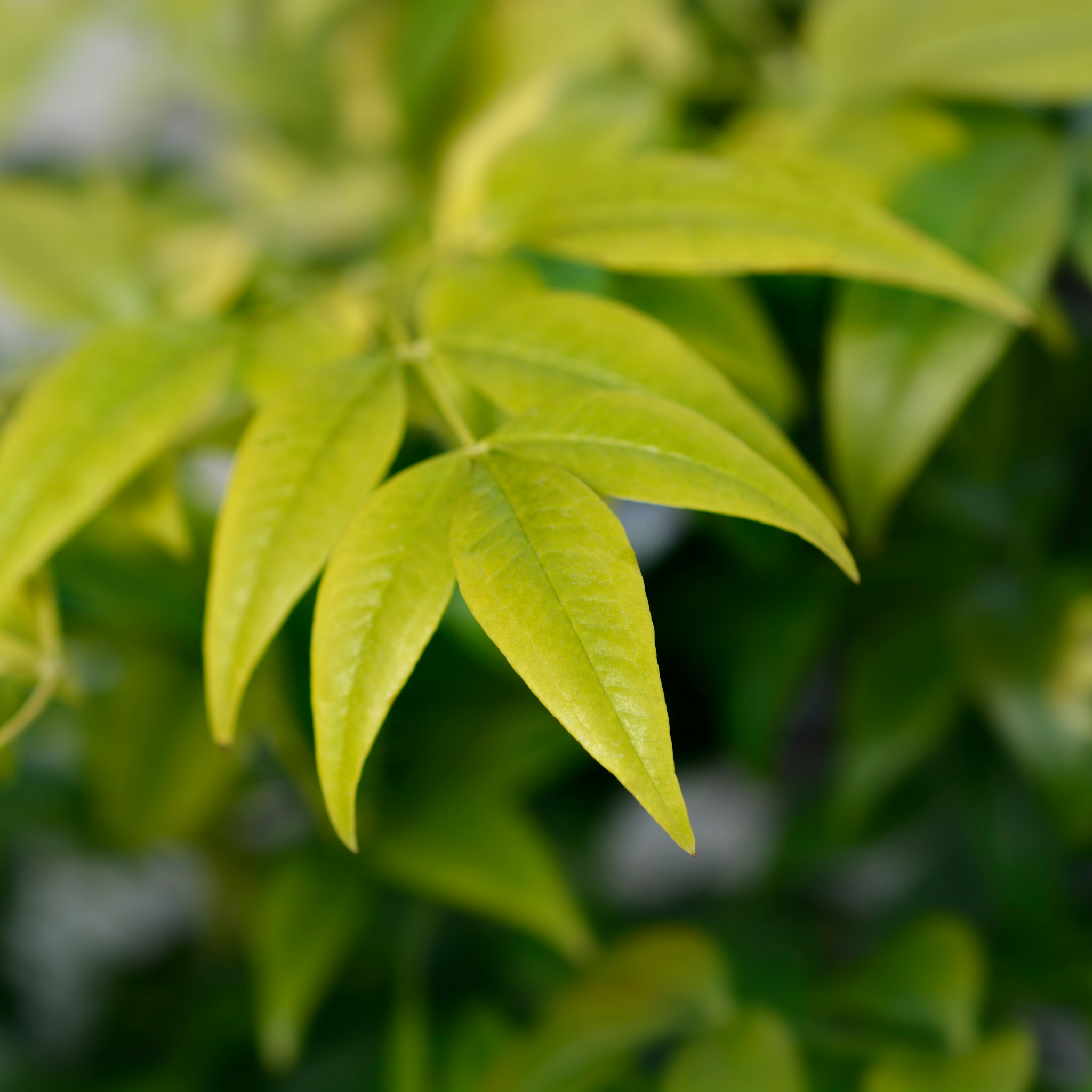 Close-up of green leaves with a blurred background