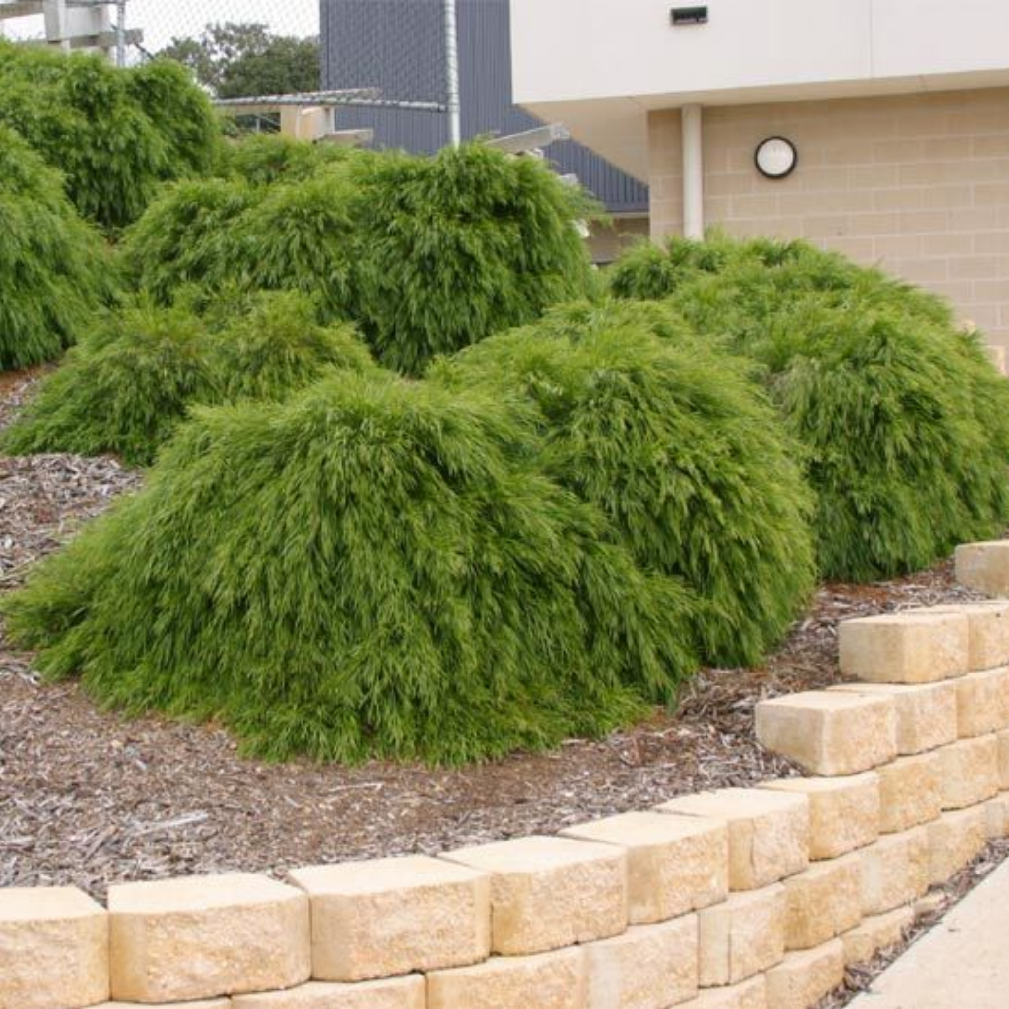 Green shrubs in a garden bed with a stone retaining wall and building in the background