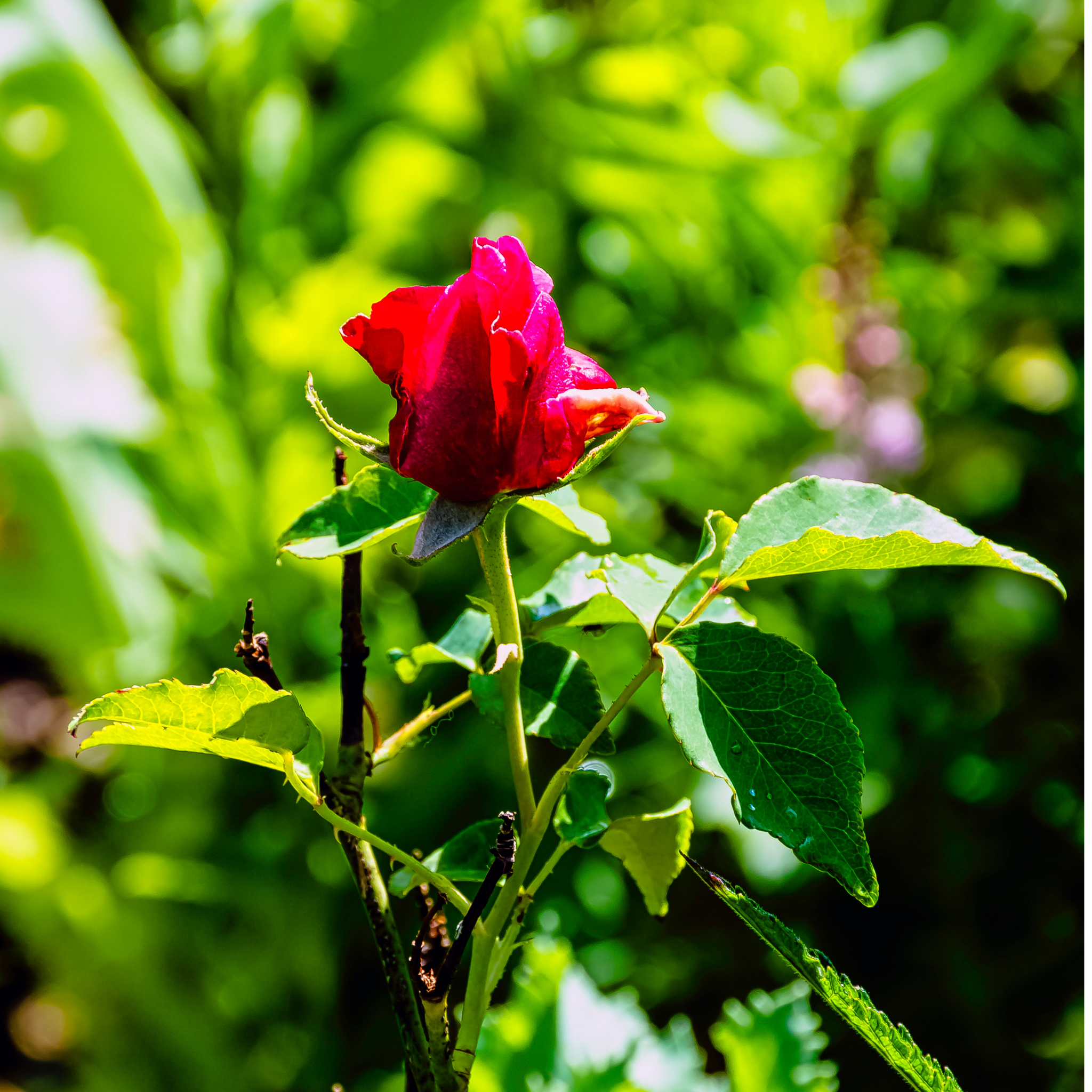 Hybrid Tea Rose - Rosa Mister Lincoln