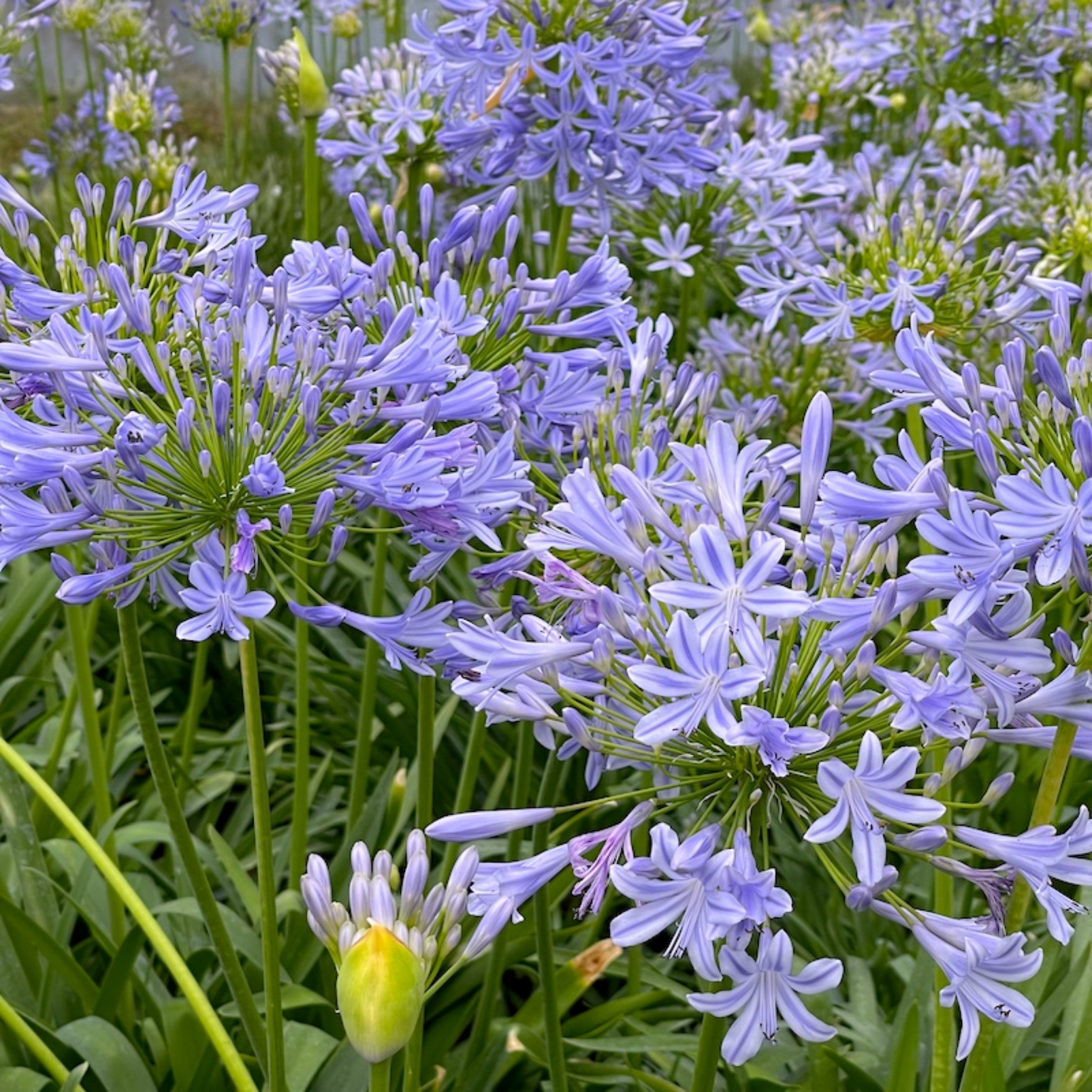 Agapanthus africanus 'Baby Blue' - Dwarf African Lily of the Nile